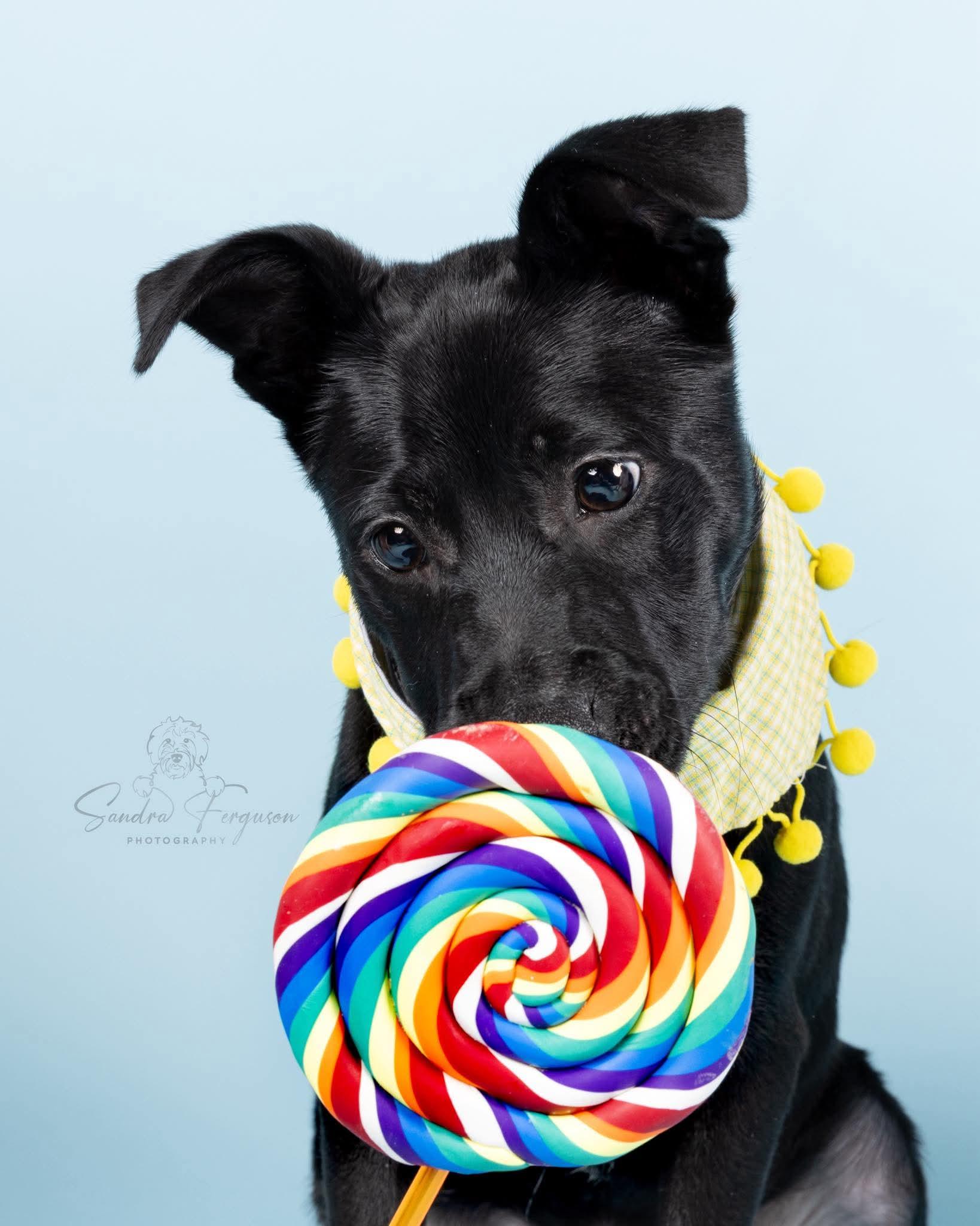 Enlarge Black Jack (Lauren-fostered in TN), a Adoptable mixed breed in Warwick, RI image 4/6