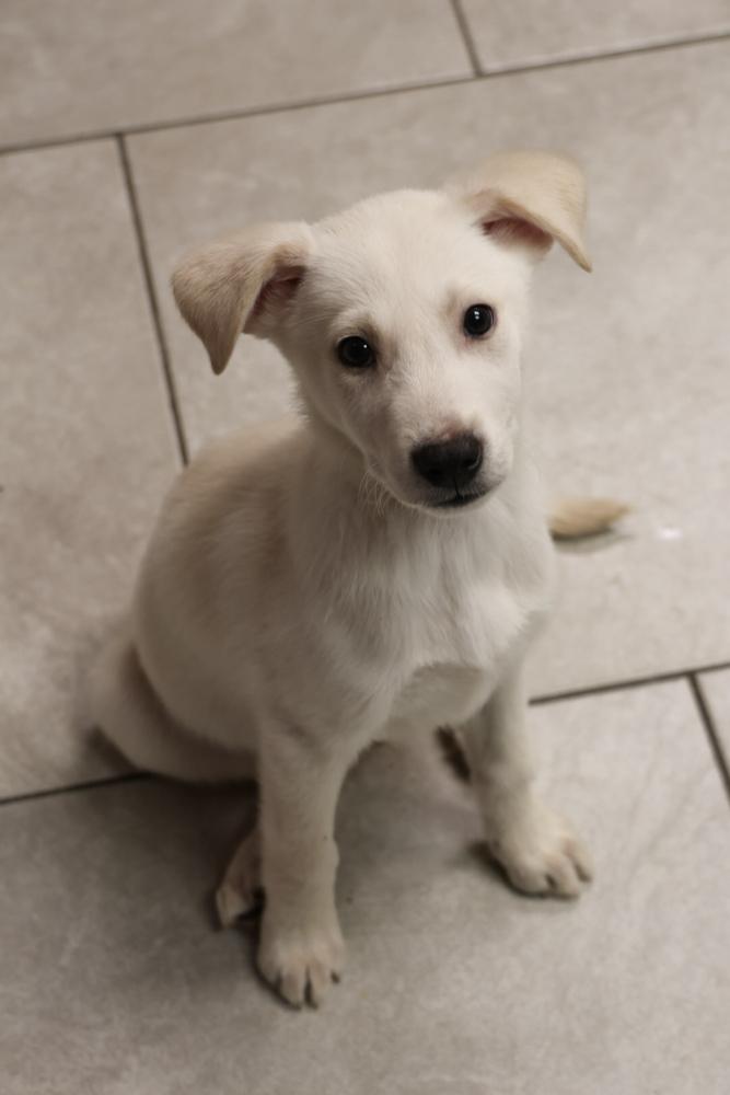 Enlarge Potassium, a Adoptable Labrador Retriever in TUCSON, AZ image 1/1