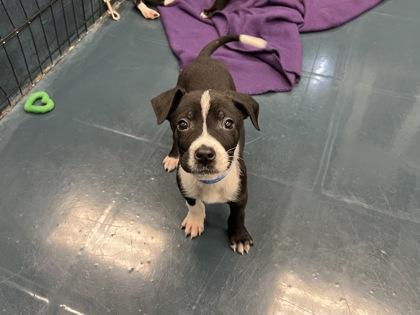Peeler, Adoptable, Puppy Male Cattle Dog & Mixed Breed.