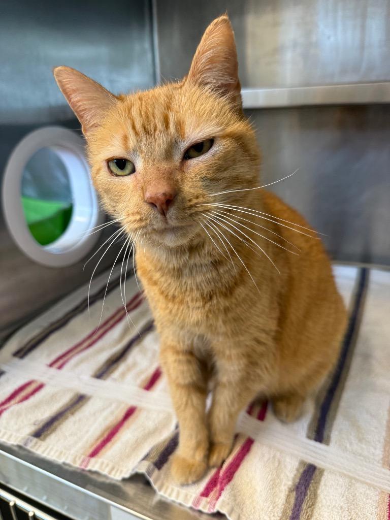 Enlarge Lacy, a Adoptable mixed breed in Gallatin, TN image 1/3