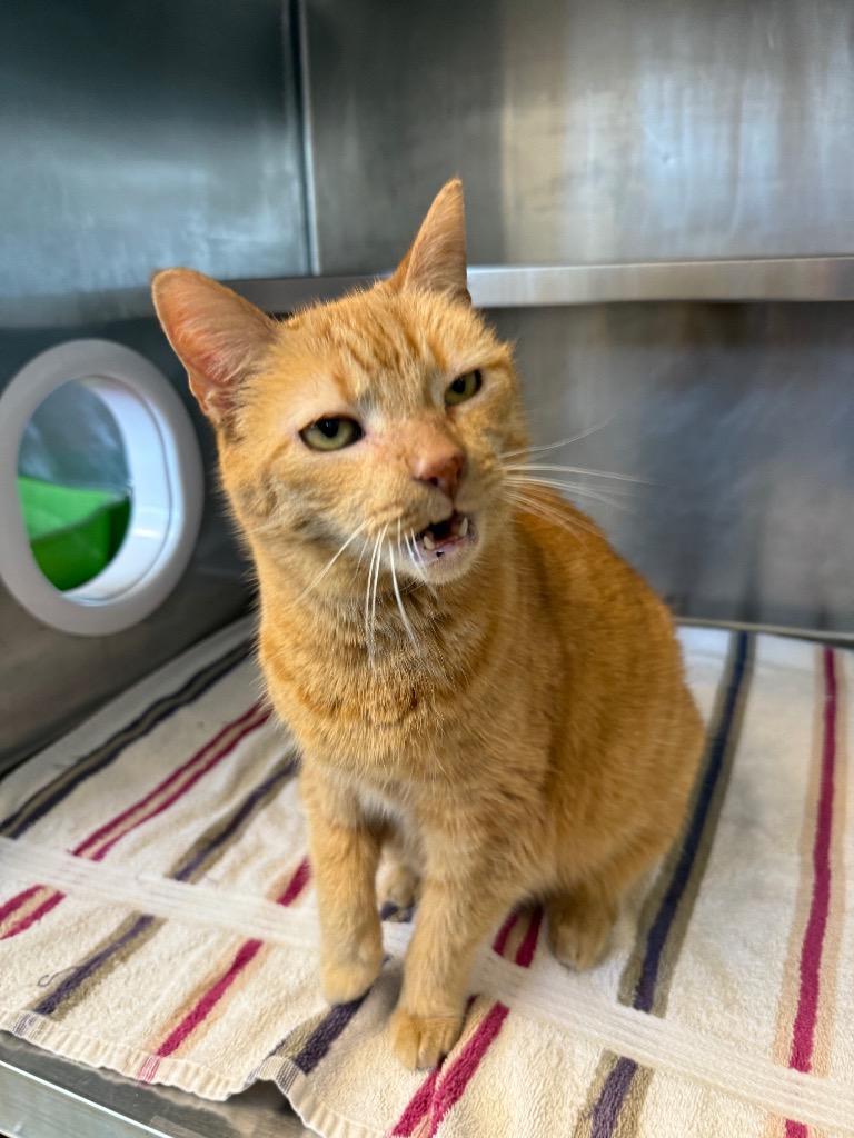 Lacy, Adoptable, Adult Female Domestic Short Hair.