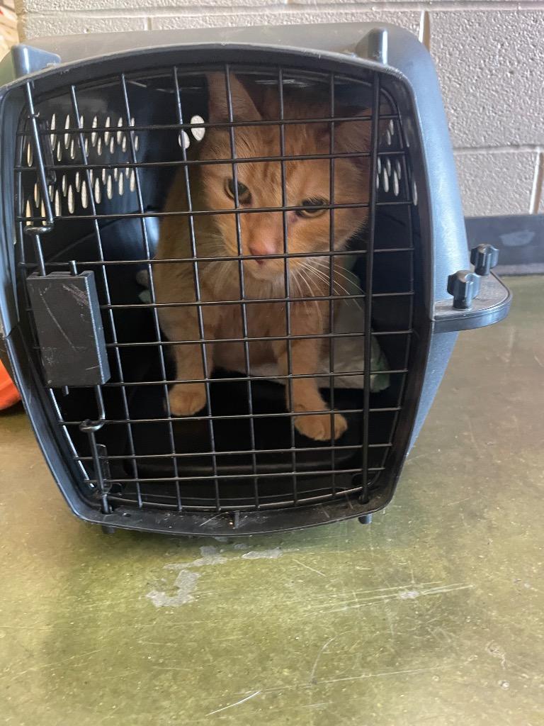 Enlarge Lacy, a Adoptable mixed breed in Gallatin, TN image 2/3