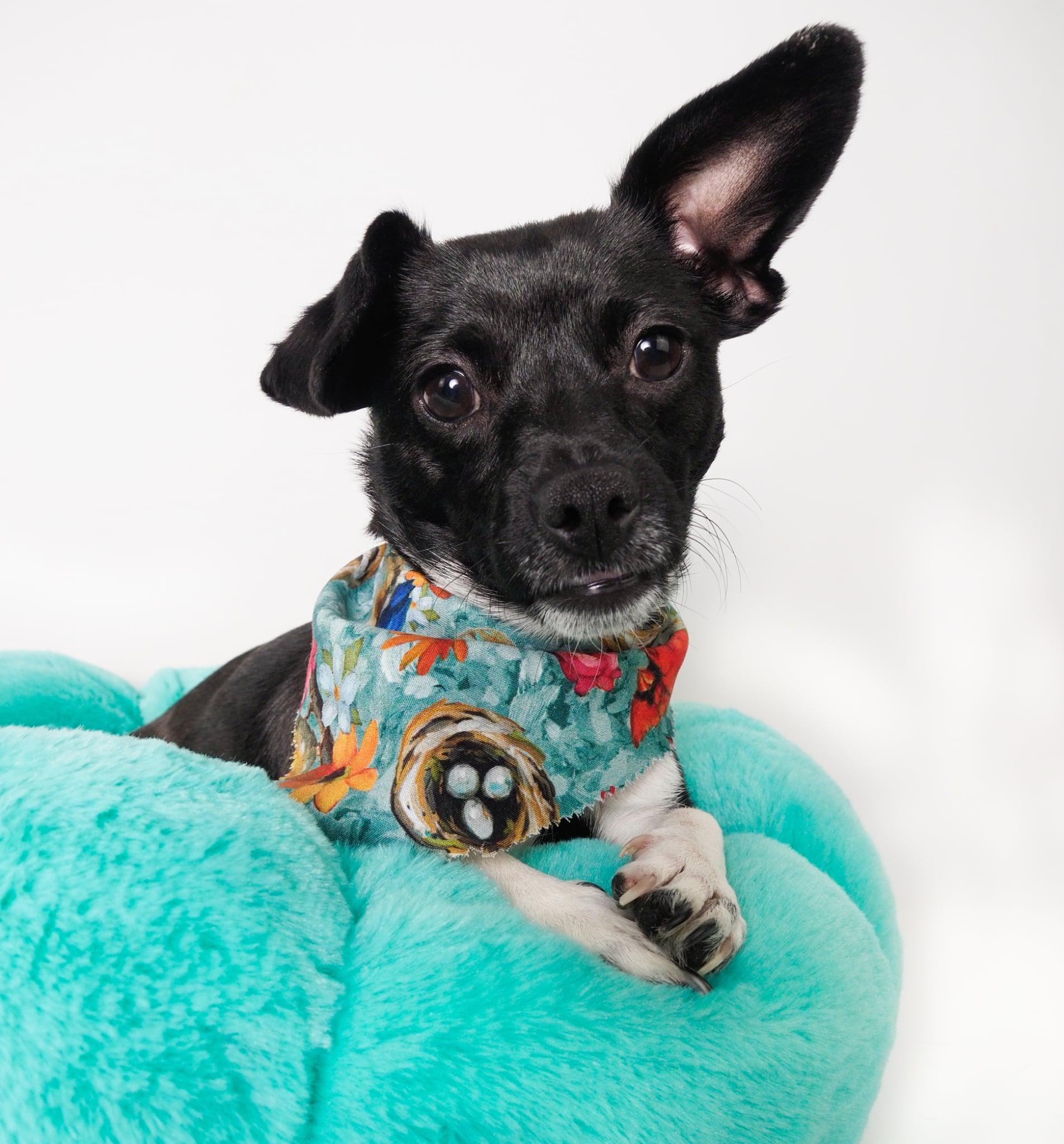 Robin, Adoptable, Young Female Chihuahua & Dachshund.