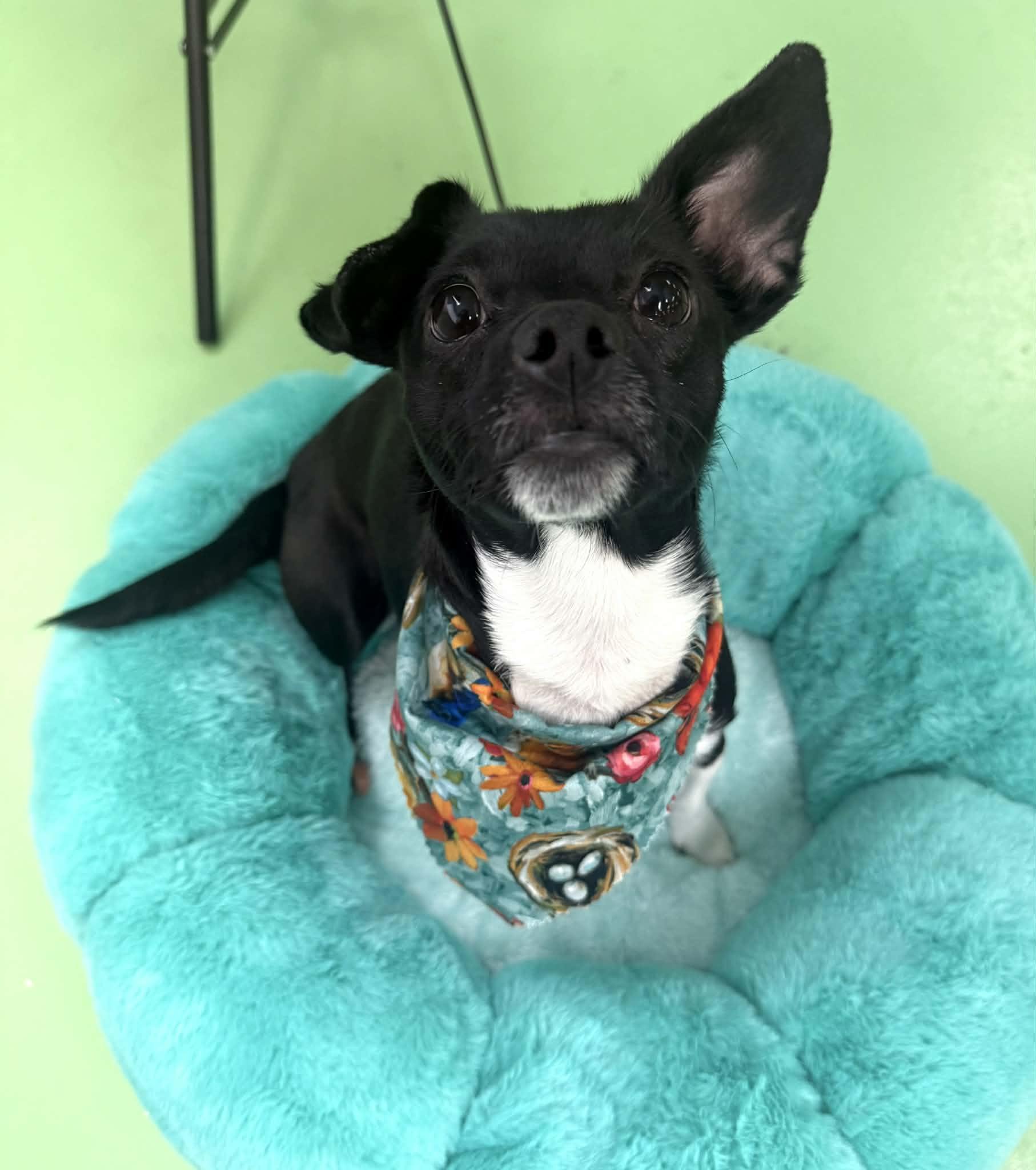 Enlarge Robin, a Adoptable mixed breed in PHOENIX, AZ image 5/5