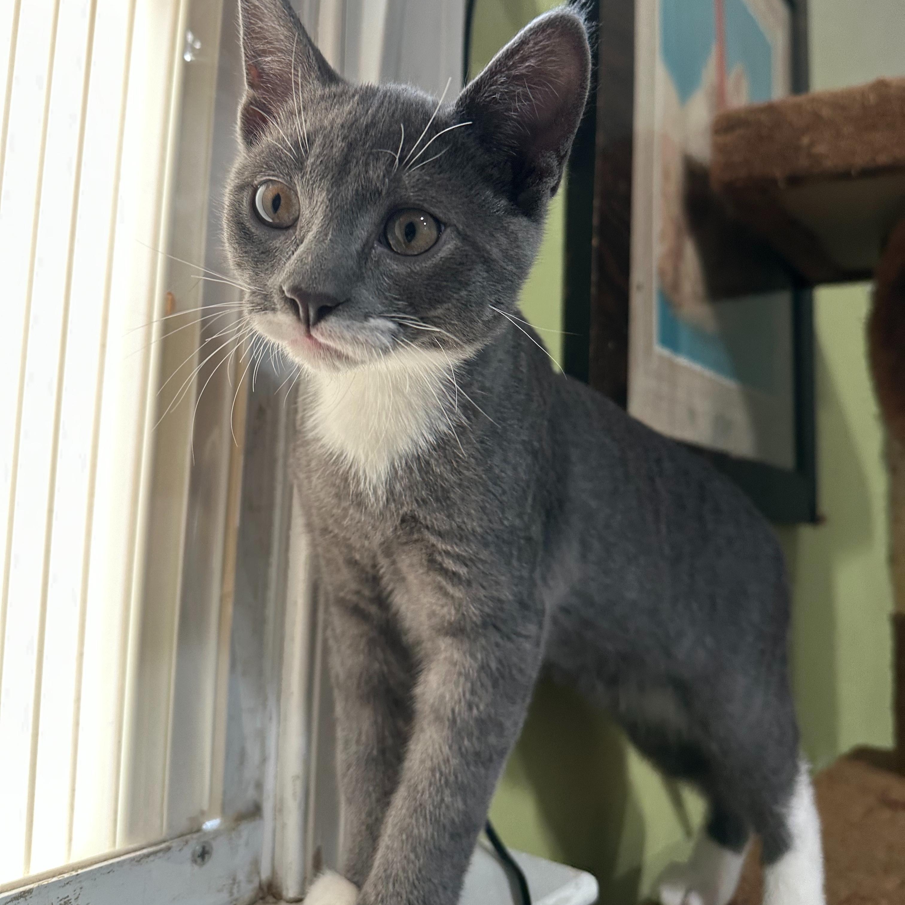 Enlarge Mittens, a Adoptable Domestic Short Hair in East Brunswick, NJ image 2/4