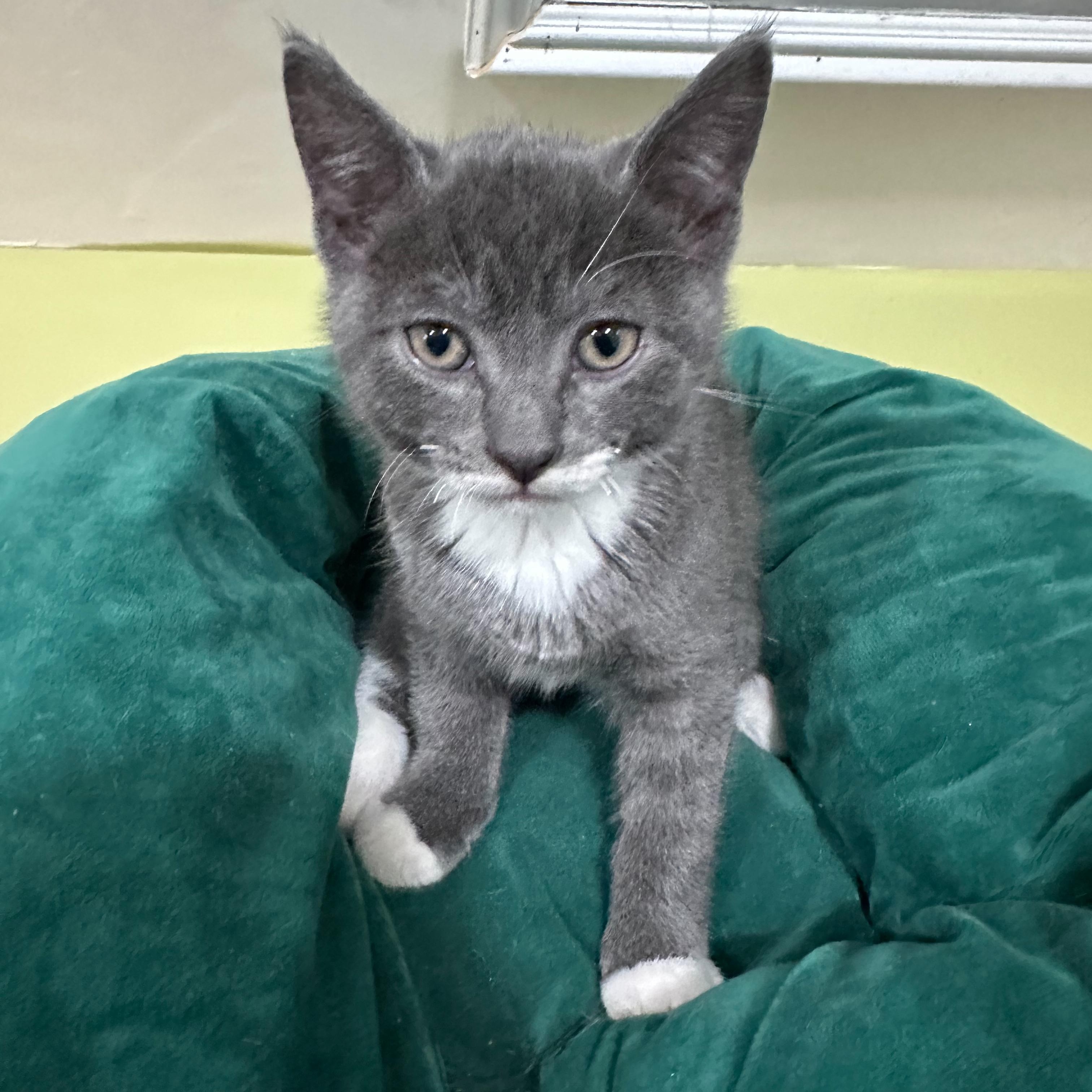 Enlarge Mittens, a Adoptable Domestic Short Hair in East Brunswick, NJ image 3/4