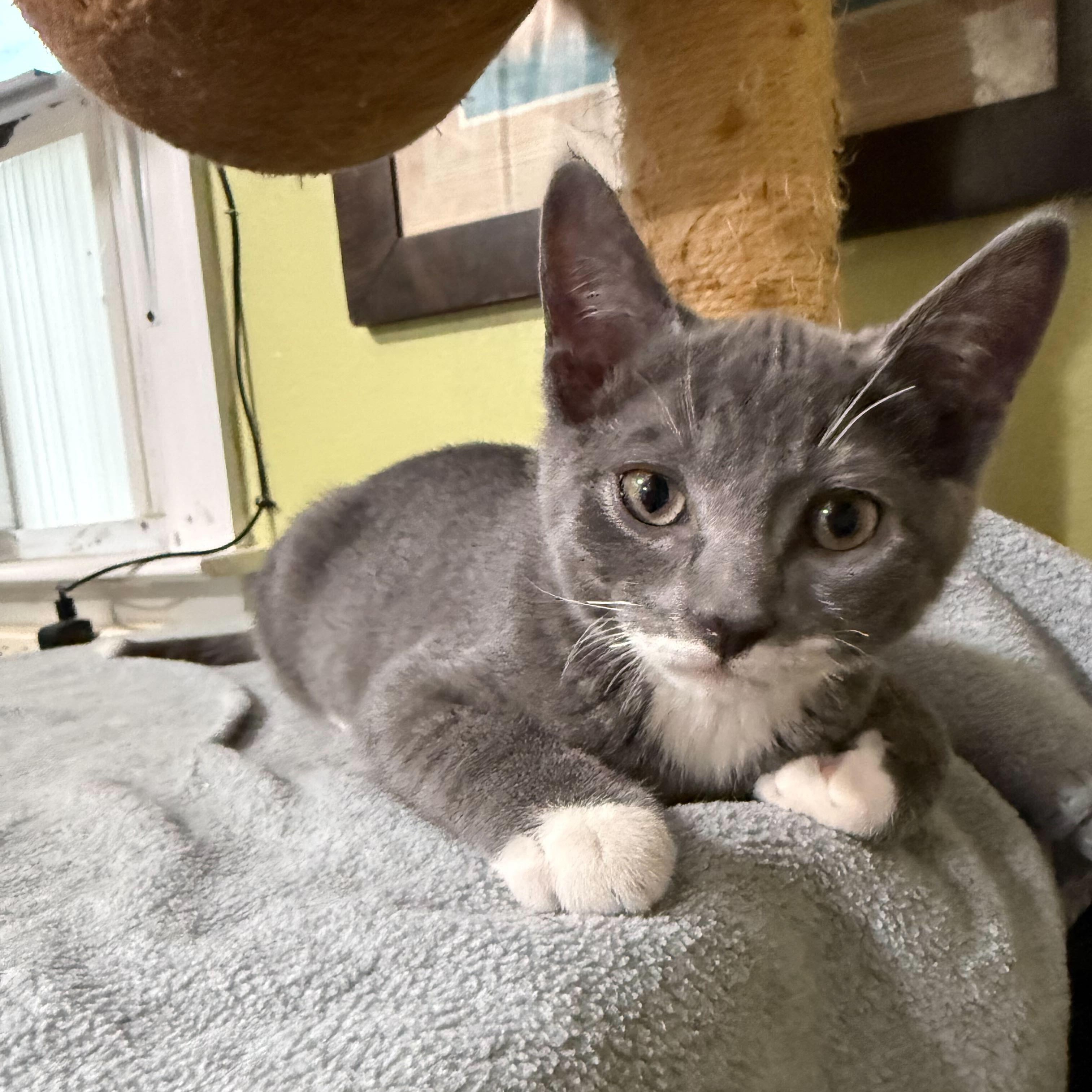 Mittens, Adoptable, Kitten Male Domestic Short Hair.