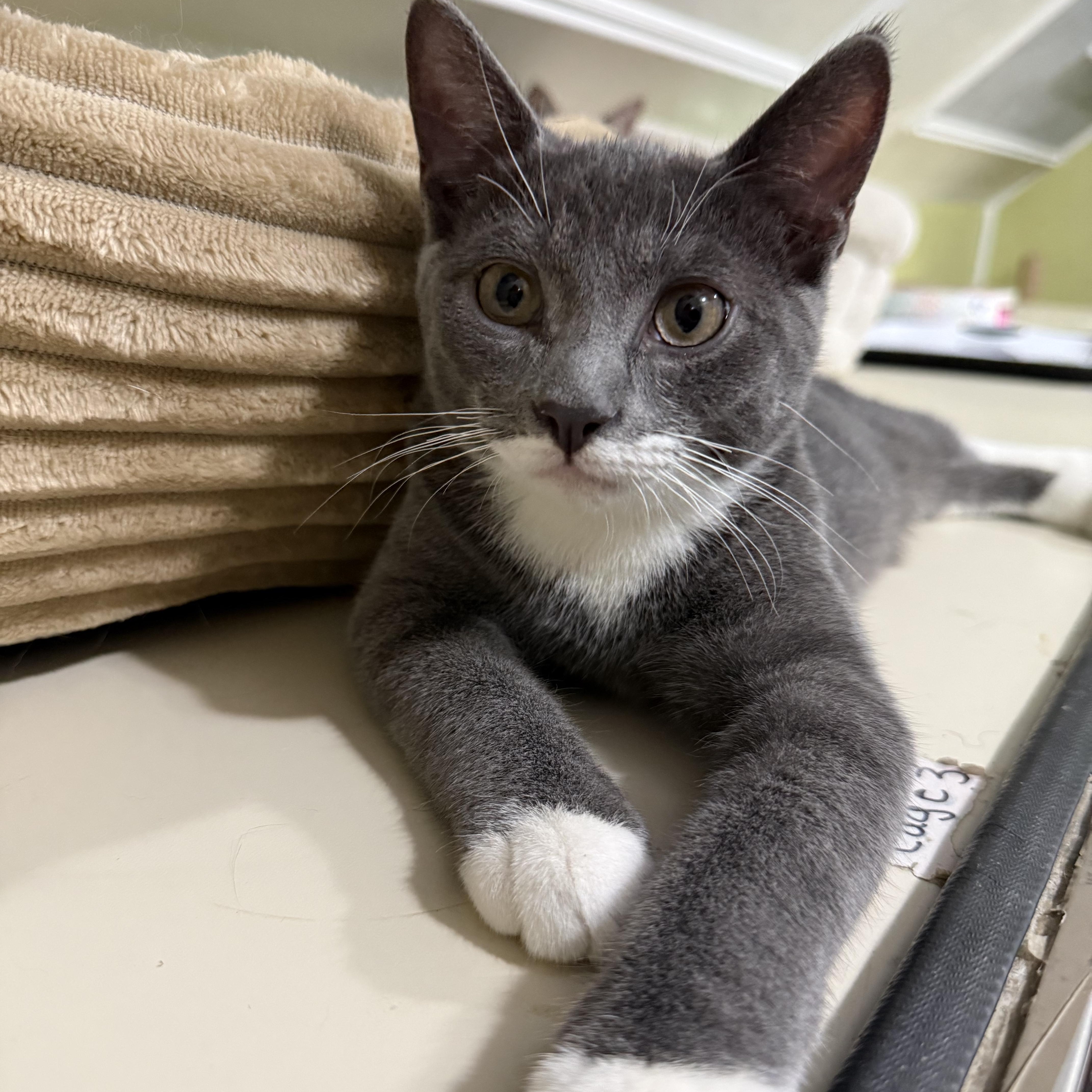 Mittens, an adopted Domestic Short Hair in East Brunswick, NJ image 5/5