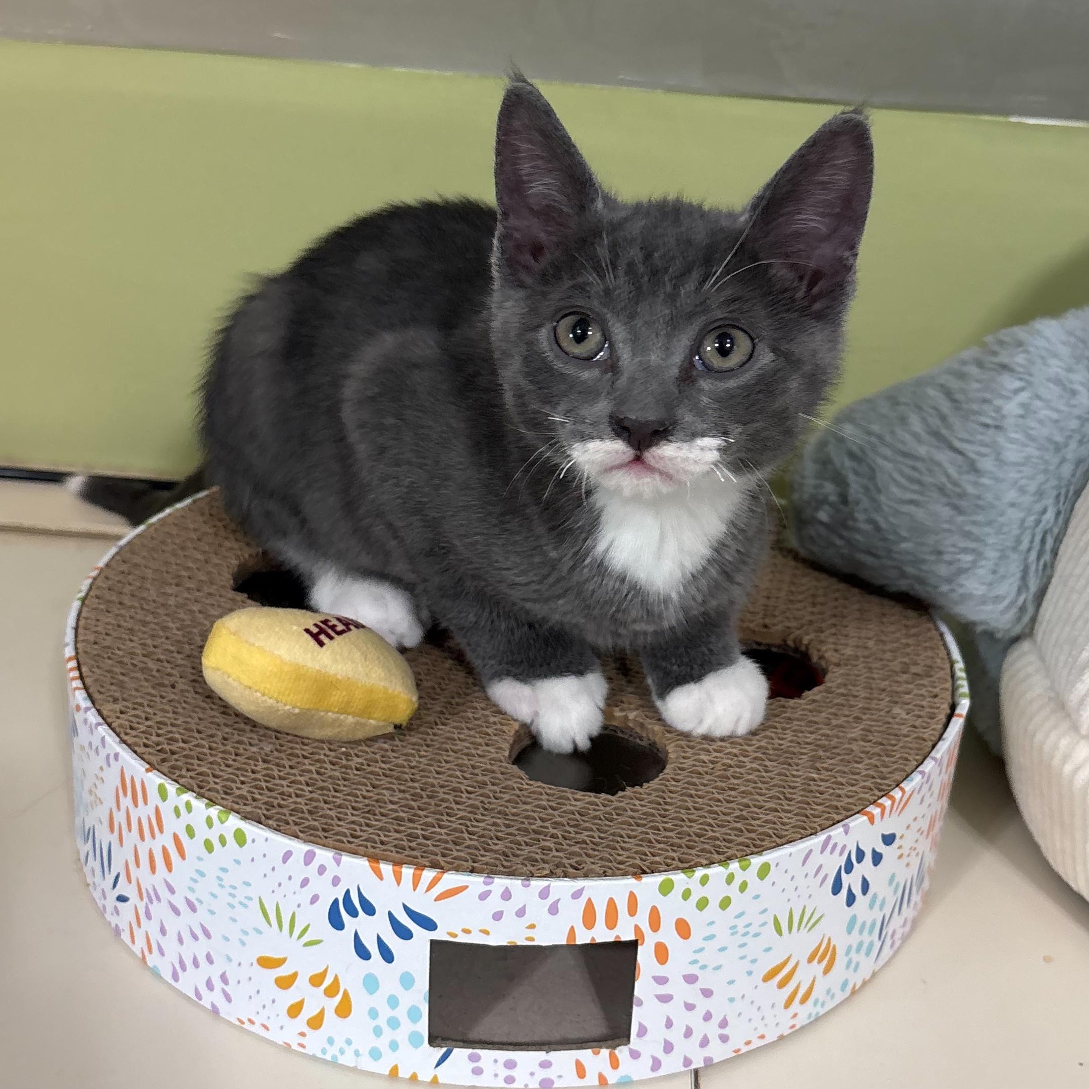 Enlarge Mittens, a Adoptable Domestic Short Hair in East Brunswick, NJ image 4/4