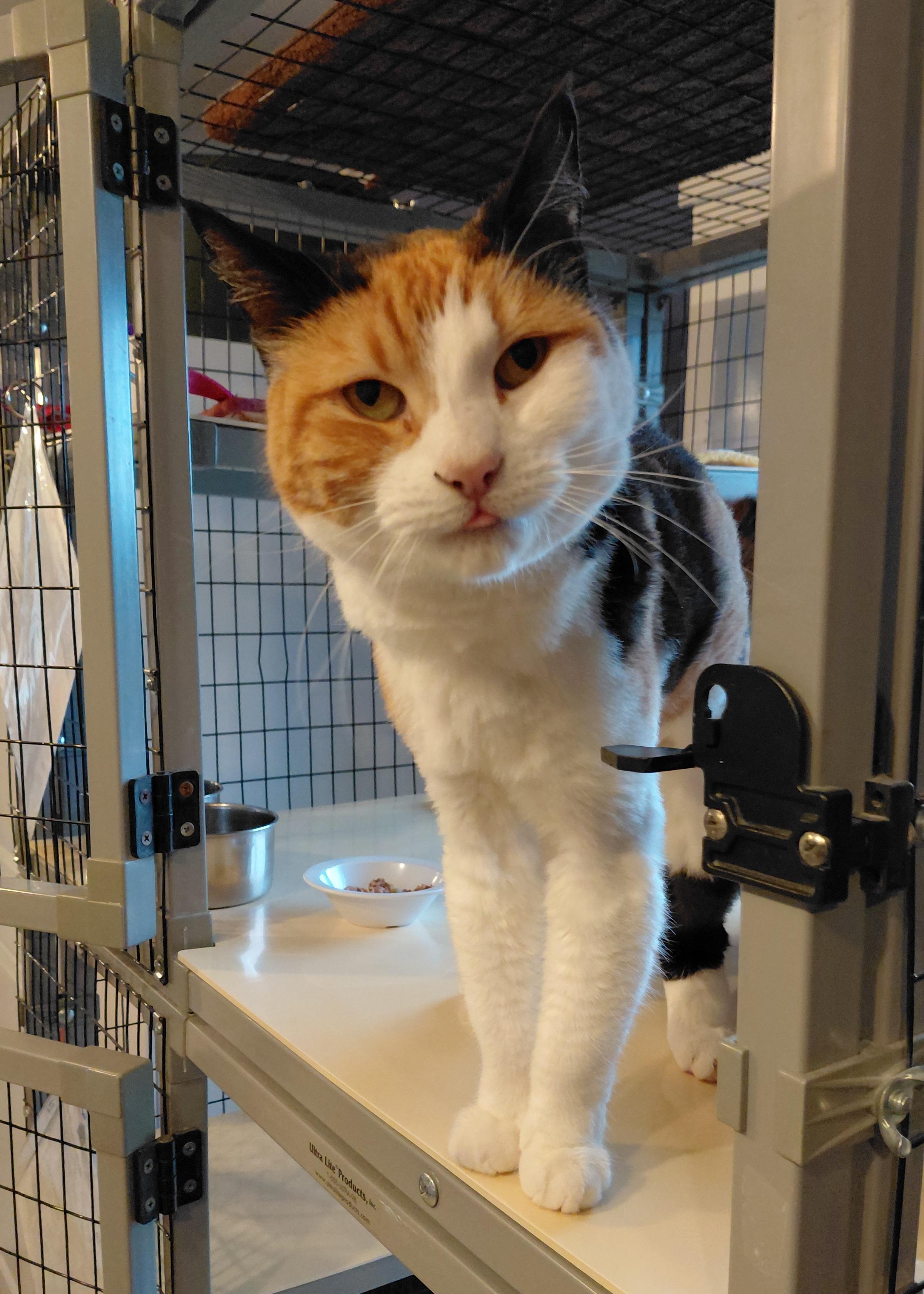Minnky, a ADOPTABLE Domestic Short Hair in Littleton, NH image 2/3