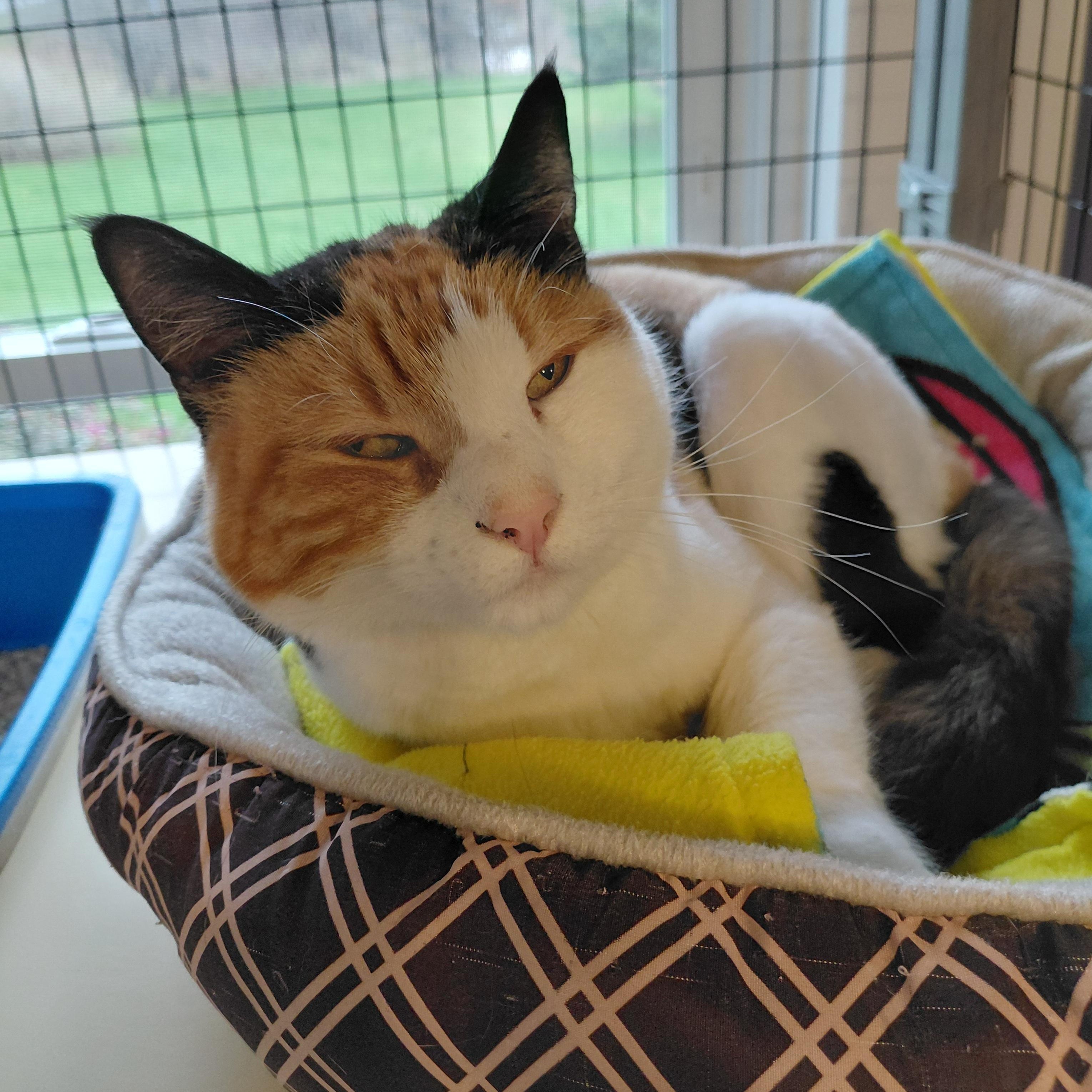 Minnky, ADOPTABLE, Adult Female Domestic Short Hair.