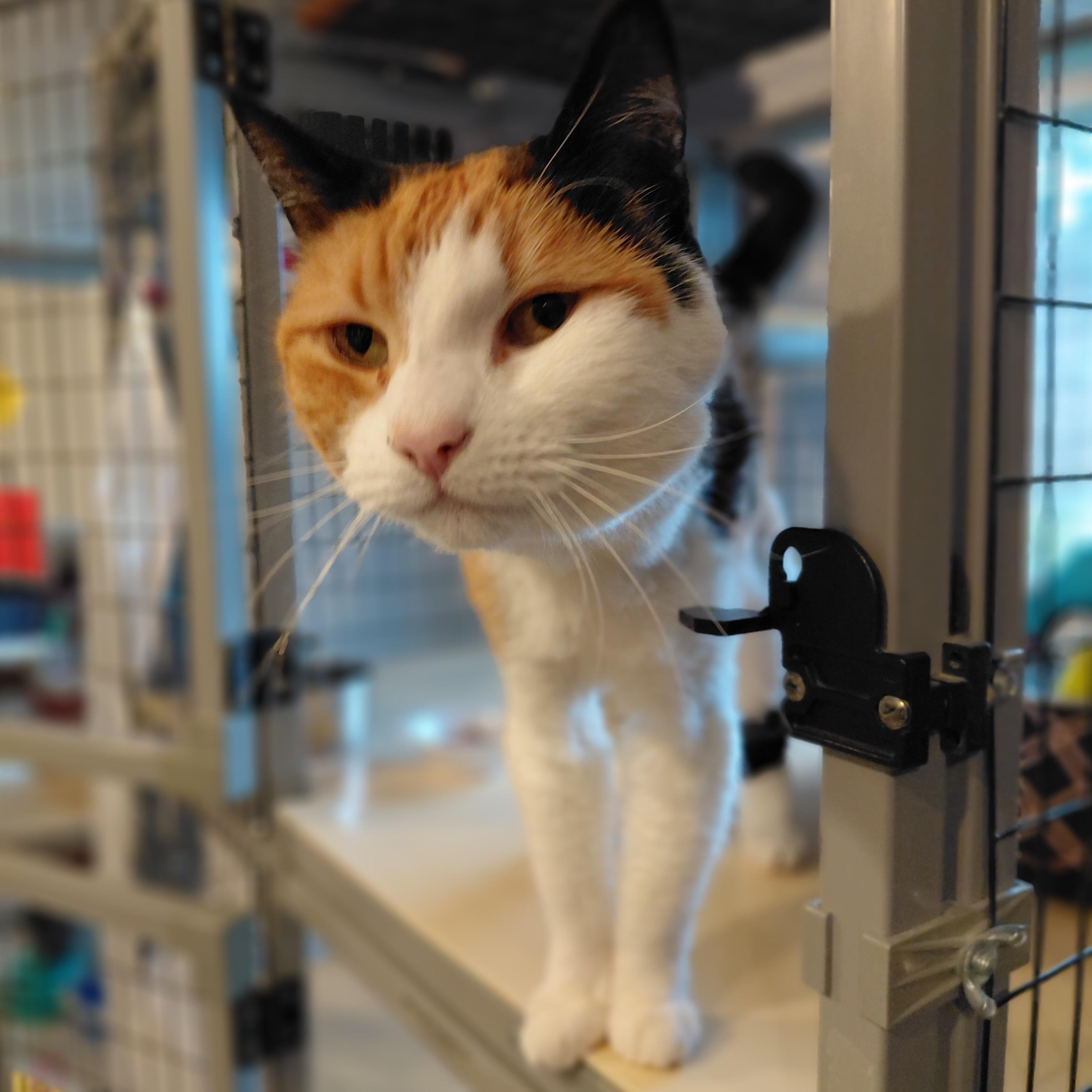 Minnky, a ADOPTABLE Domestic Short Hair in Littleton, NH image 3/3