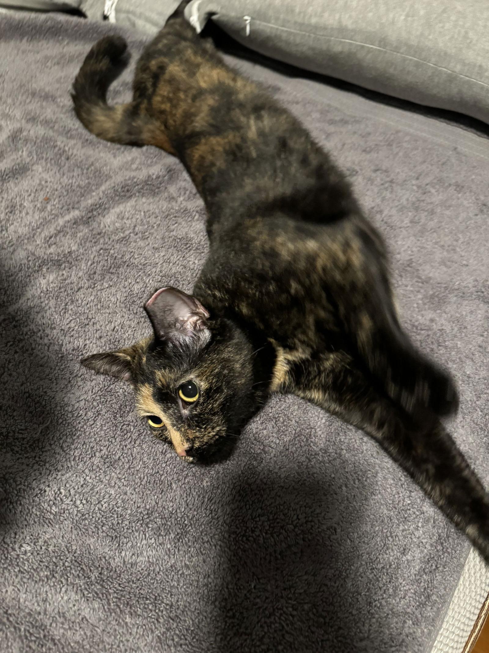 Chica, Adoptable, Adult Female Domestic Short Hair & Tortoiseshell.