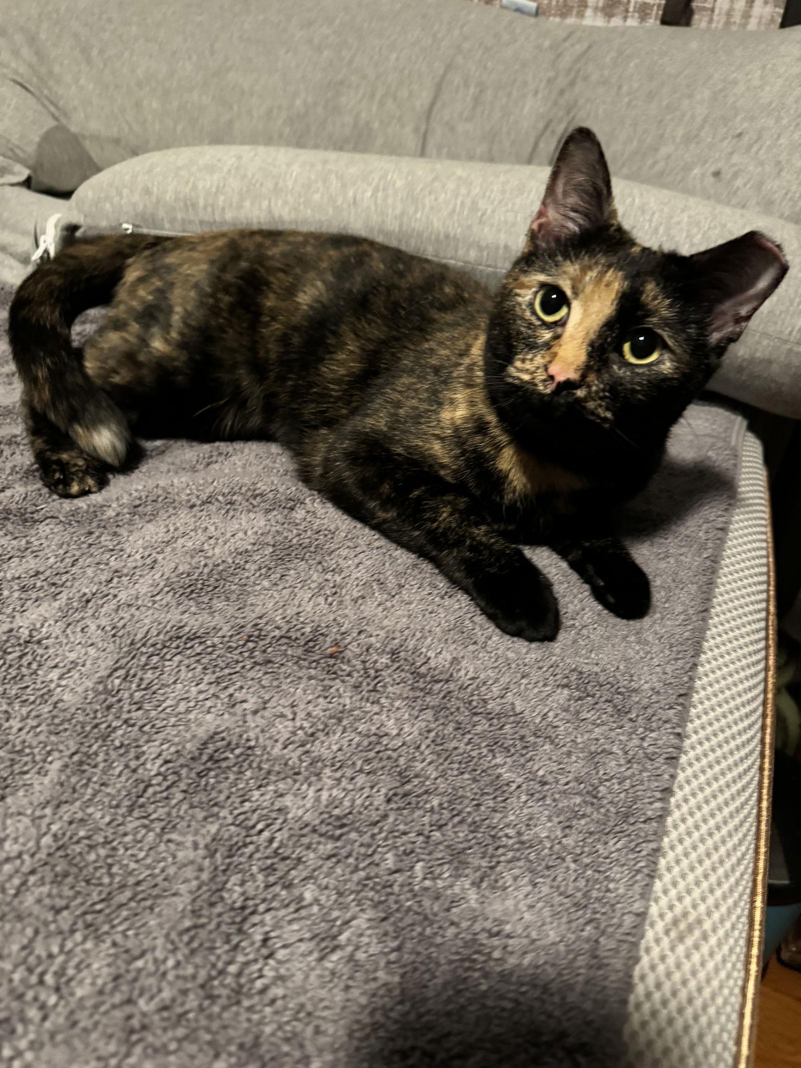 Enlarge Chica, a Adoptable mixed breed in Walled Lake, MI image 2/3