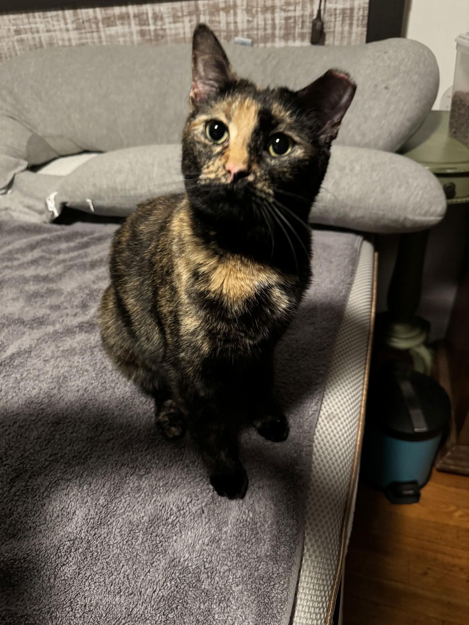 Enlarge Chica, a Adoptable mixed breed in Walled Lake, MI image 3/3