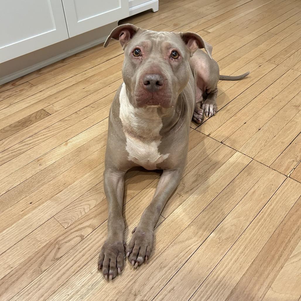 Enlarge Skylar, a Adoptable Pit Bull Terrier in Weimar, CA image 1/6