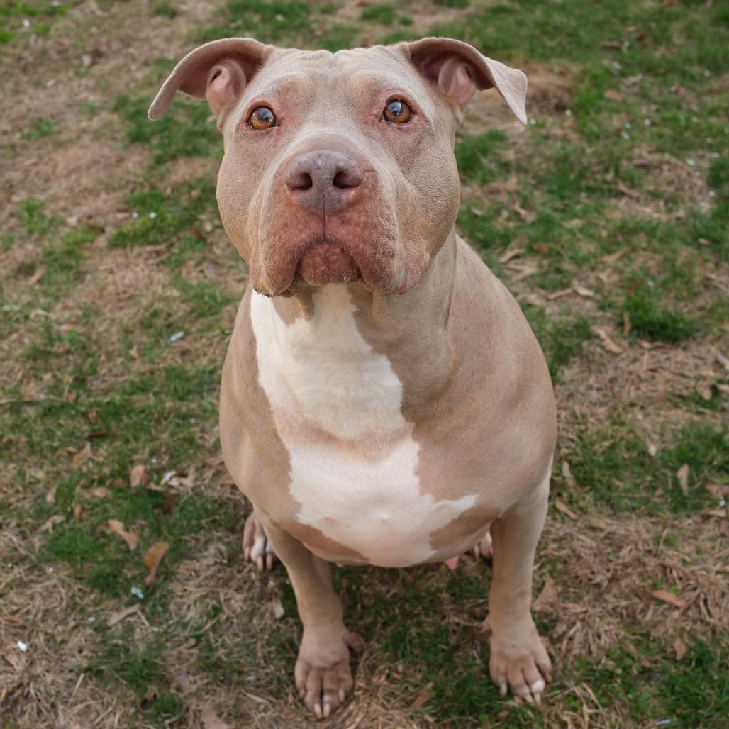 Enlarge Skylar, a Adoptable Pit Bull Terrier in Weimar, CA image 3/6