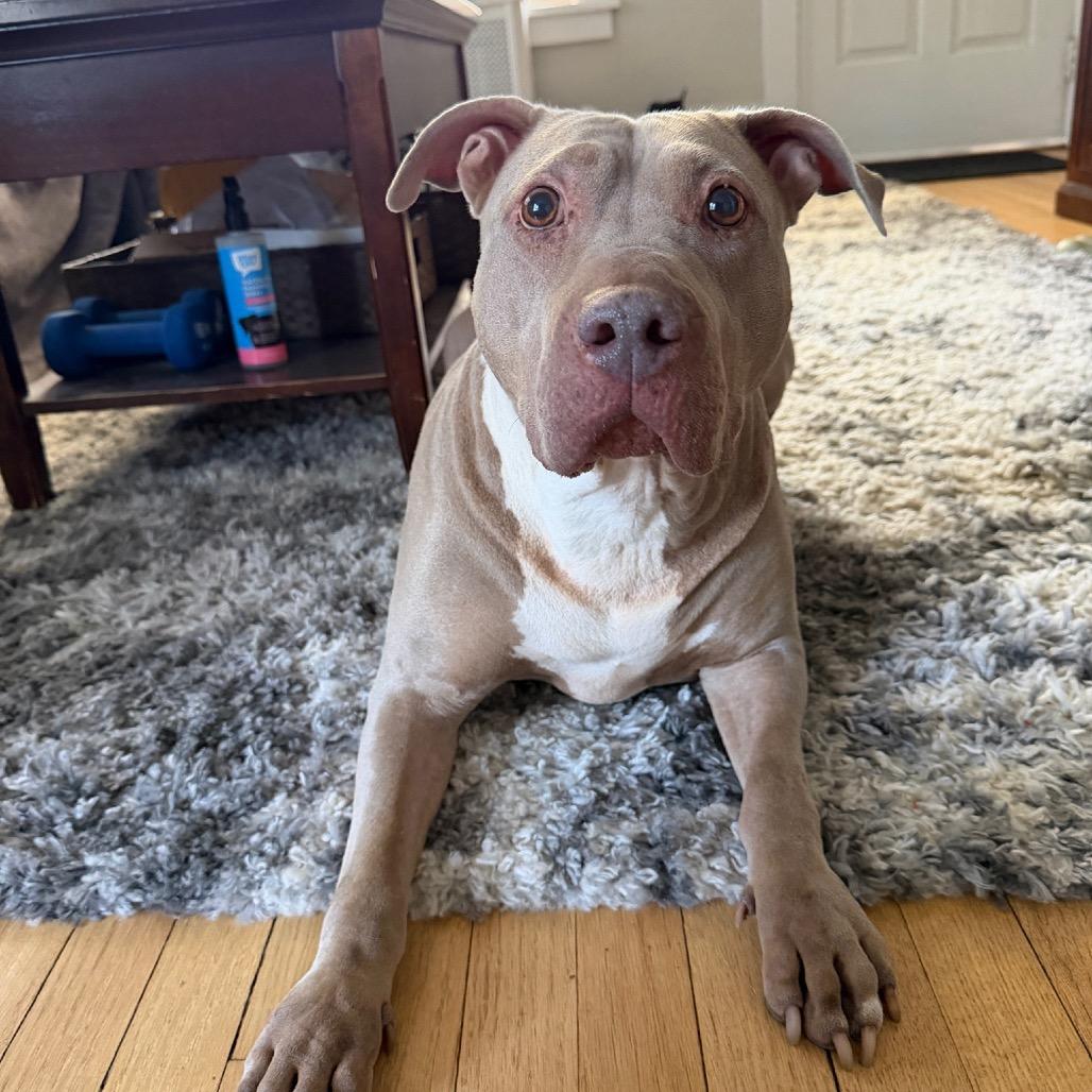 Enlarge Skylar, a Adoptable Pit Bull Terrier in Weimar, CA image 5/6