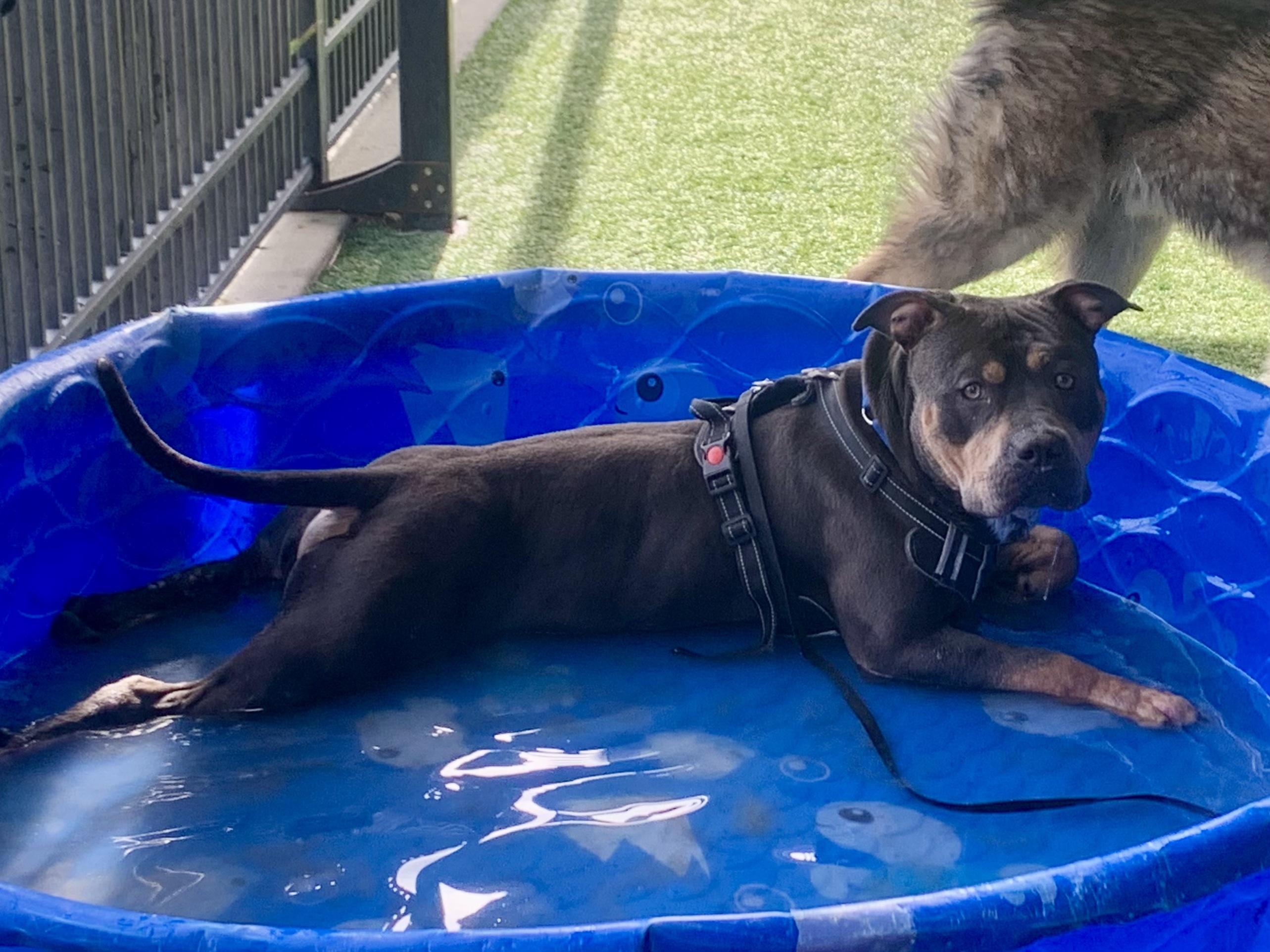 Enlarge Evander, a ADOPTABLE mixed breed in Grass Valley, CA image 5/6