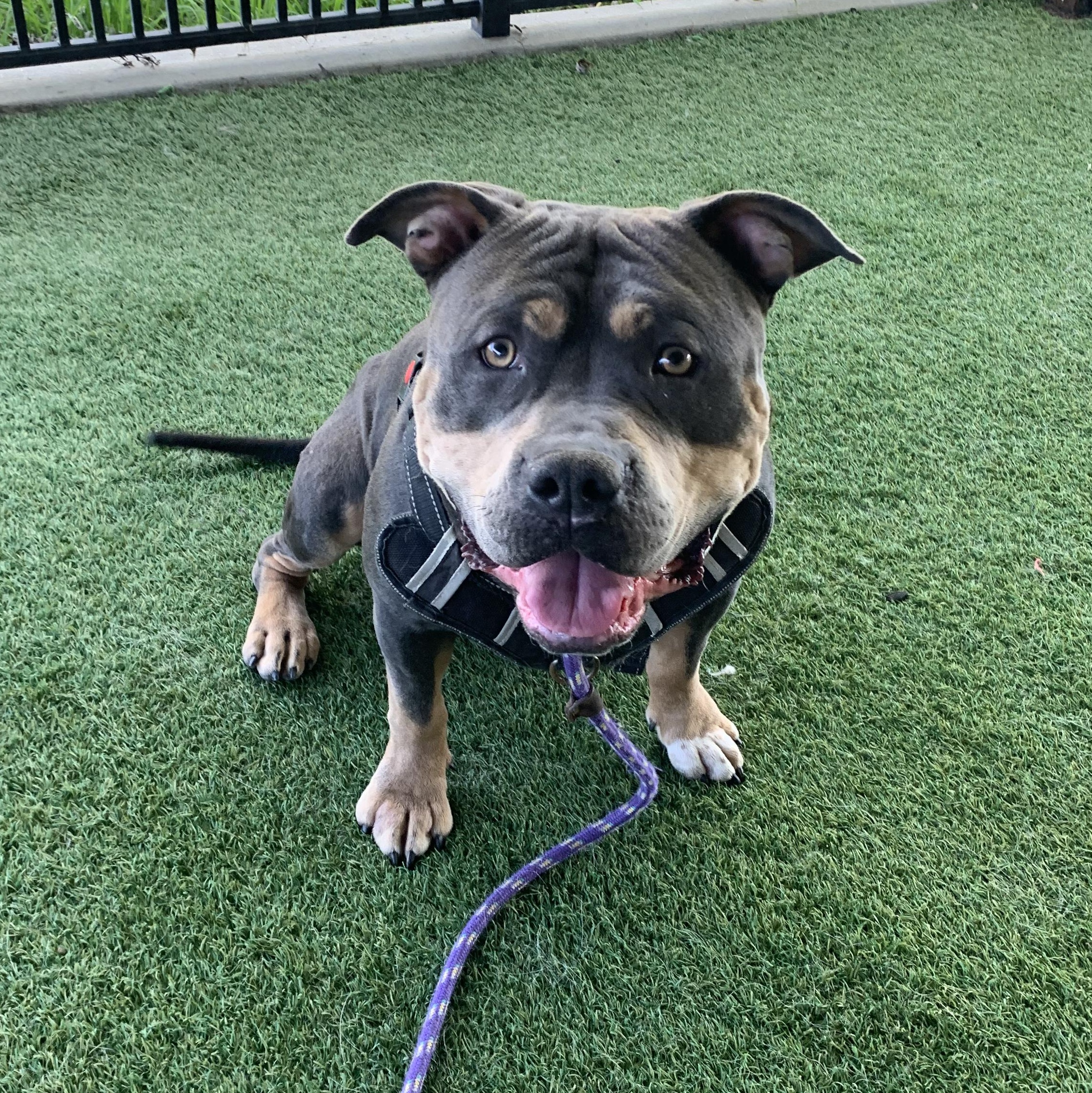 Enlarge Evander, a ADOPTABLE mixed breed in Grass Valley, CA image 1/6