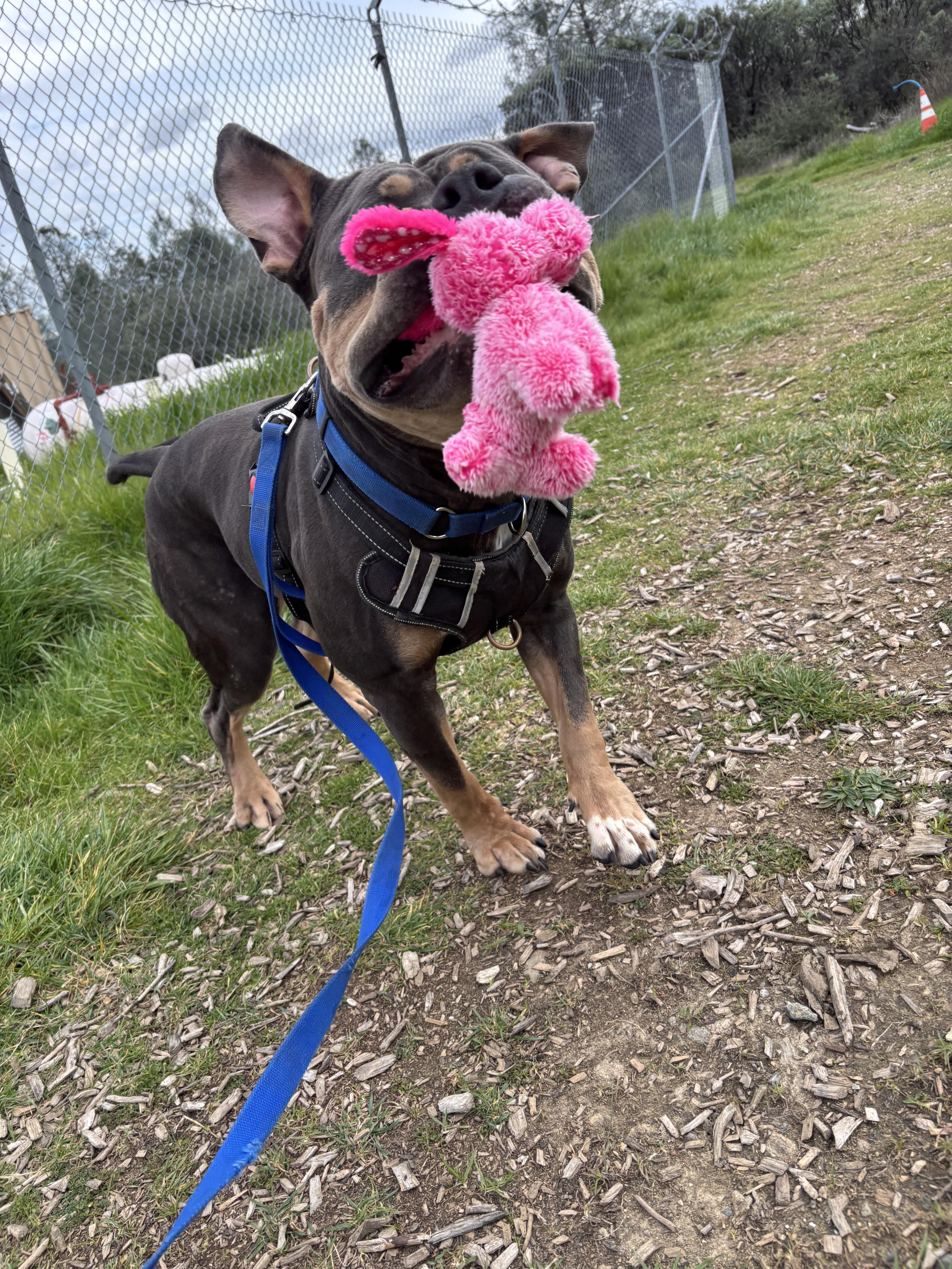 Enlarge Evander, a ADOPTABLE mixed breed in Grass Valley, CA image 4/6