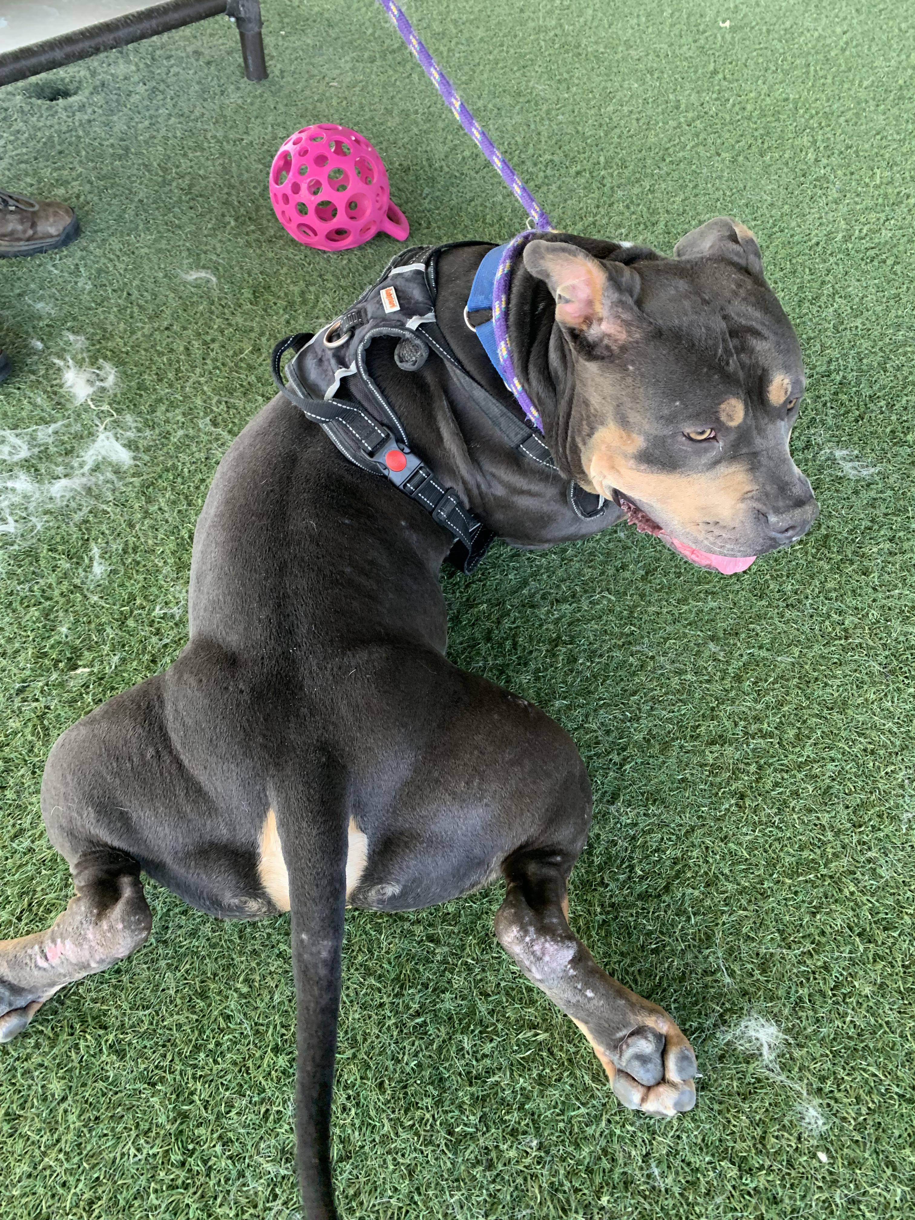 Enlarge Evander, a ADOPTABLE mixed breed in Grass Valley, CA image 2/6