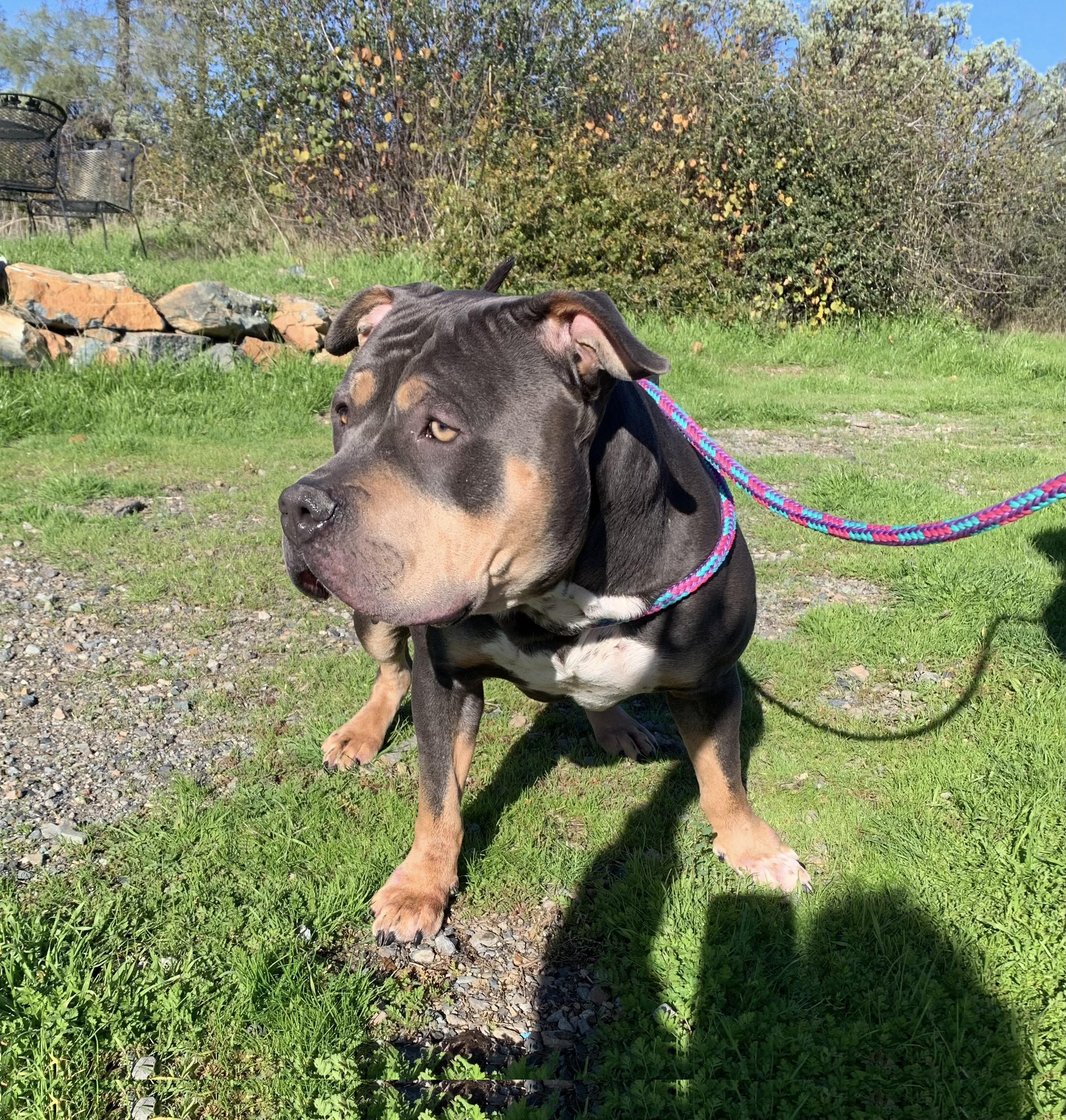 Enlarge Evander, a ADOPTABLE mixed breed in Grass Valley, CA image 6/6