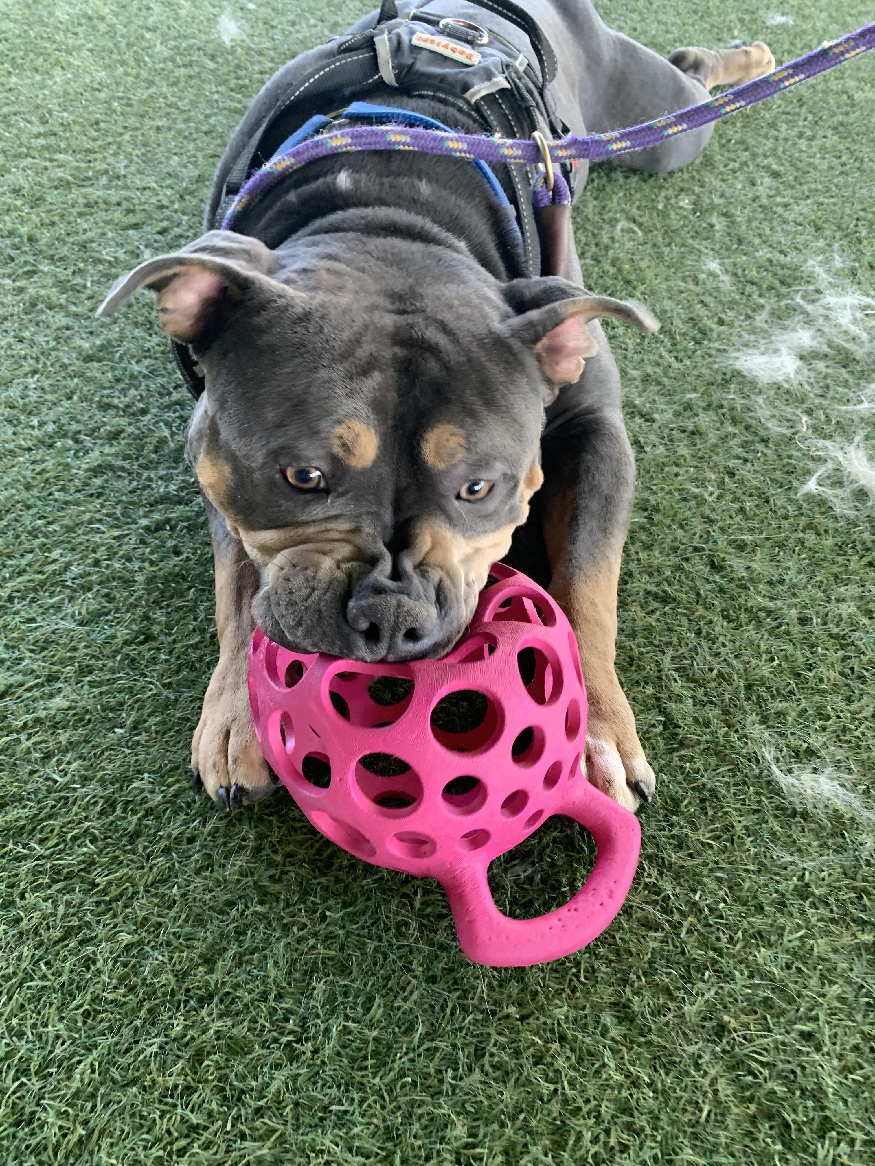 Enlarge Evander, a ADOPTABLE mixed breed in Grass Valley, CA image 3/6