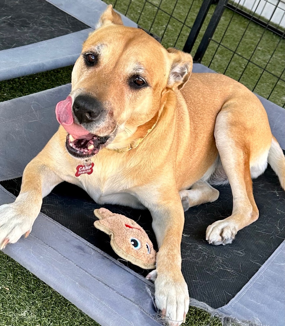 BLONDIE, Adoptable, Senior Female Pit Bull Terrier.