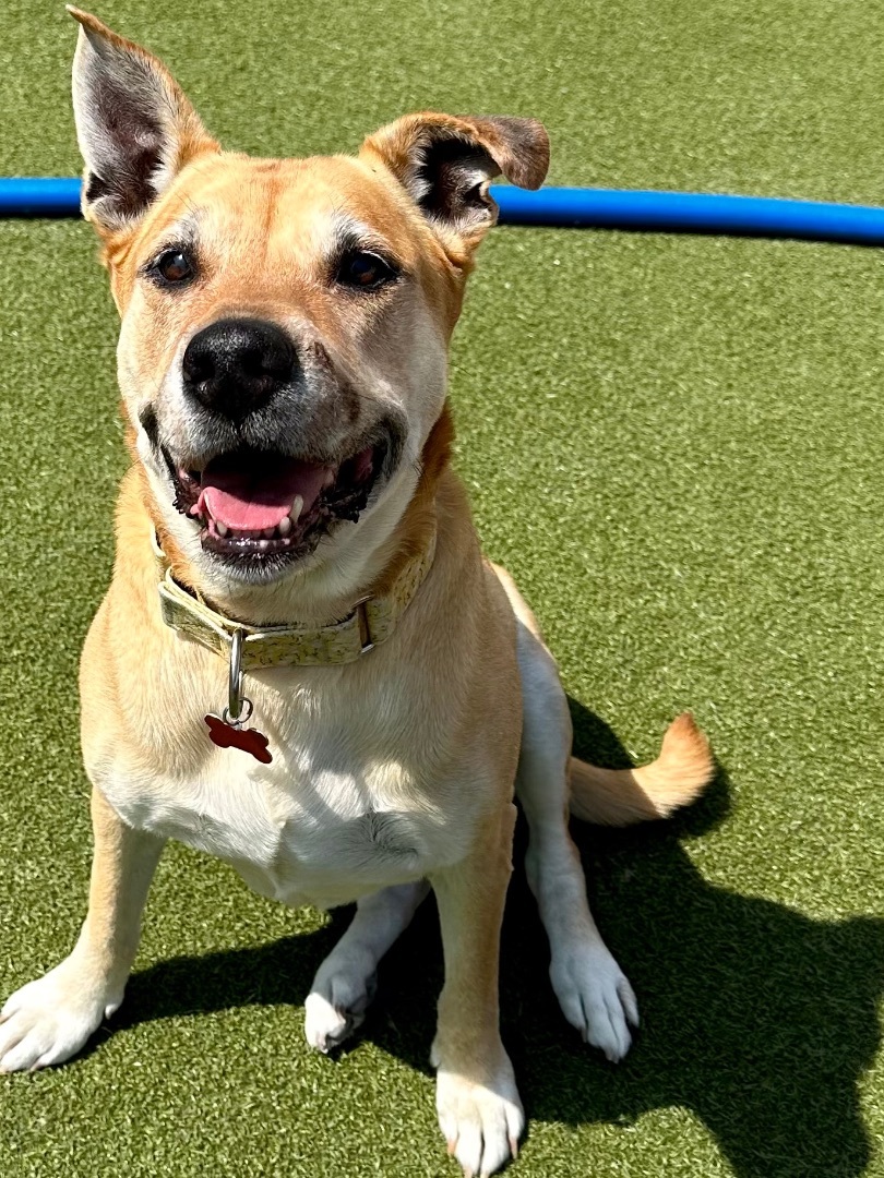 Enlarge BLONDIE, a Adoptable mixed breed in Fresh Meadows, NY image 3/11