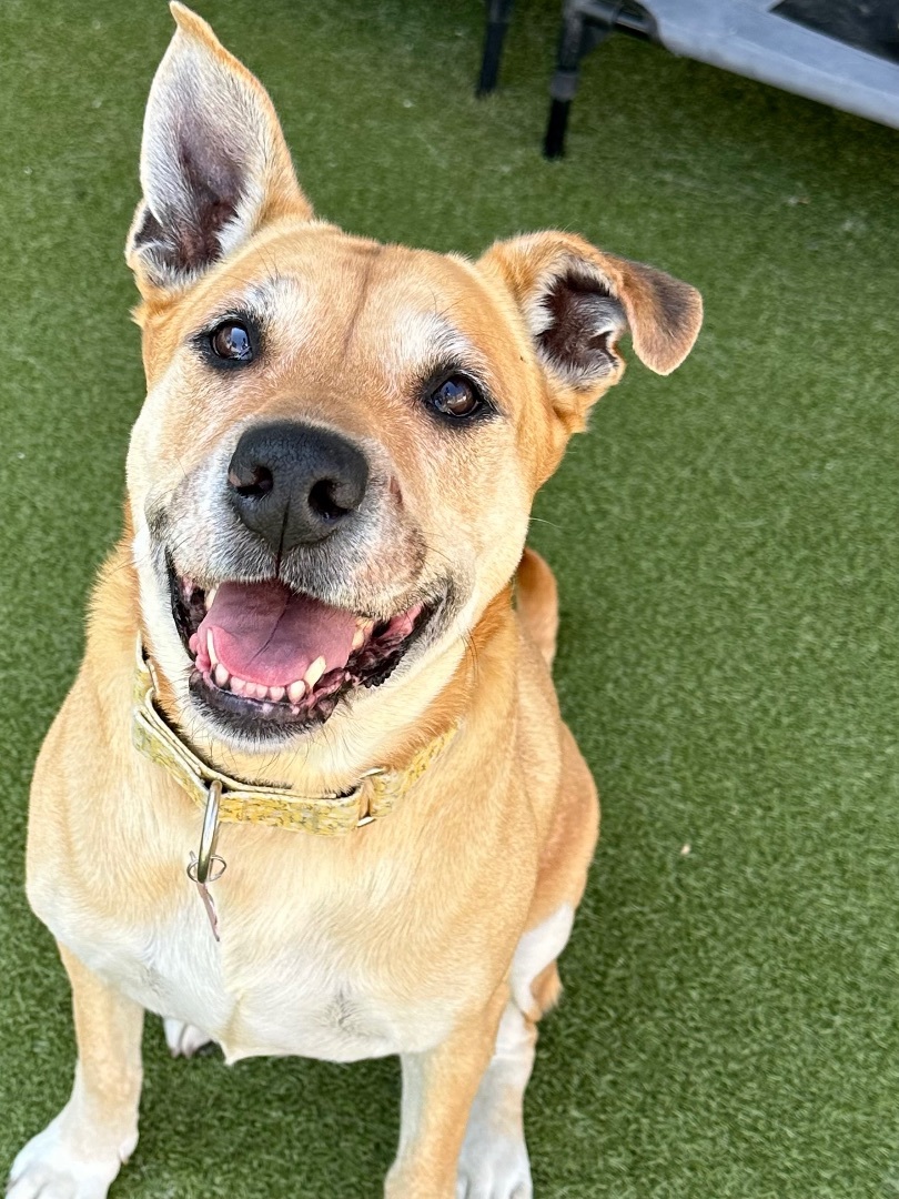 Enlarge BLONDIE, a Adoptable mixed breed in Fresh Meadows, NY image 4/11