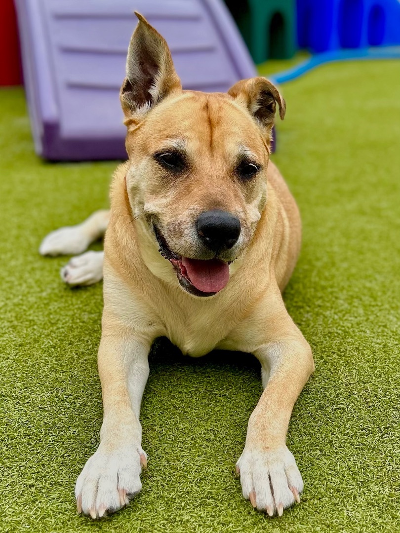 Enlarge BLONDIE, a Adoptable mixed breed in Fresh Meadows, NY image 5/11