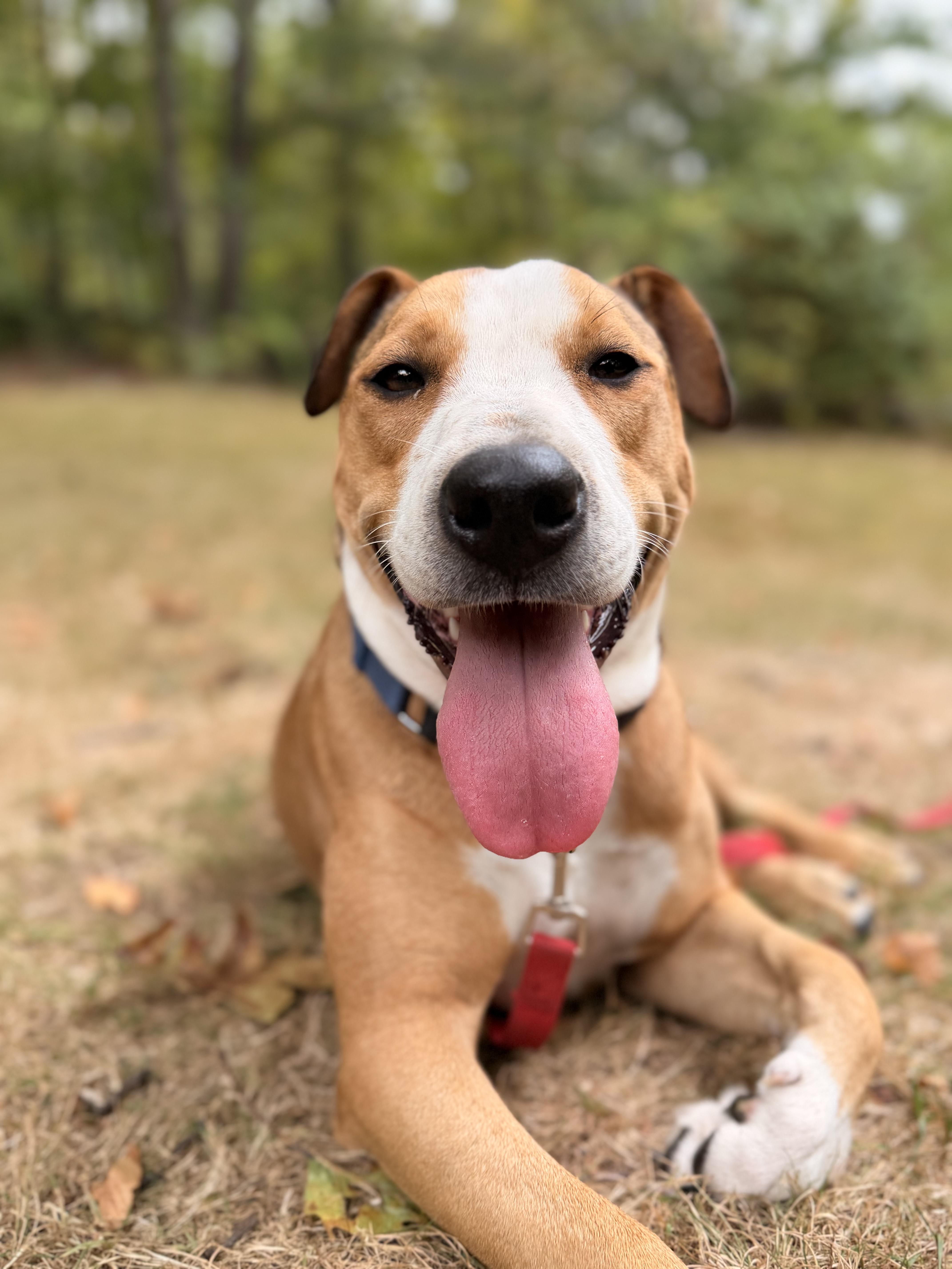 Blueberry, Adoptable, Young Female Shar-Pei & Mixed Breed.
