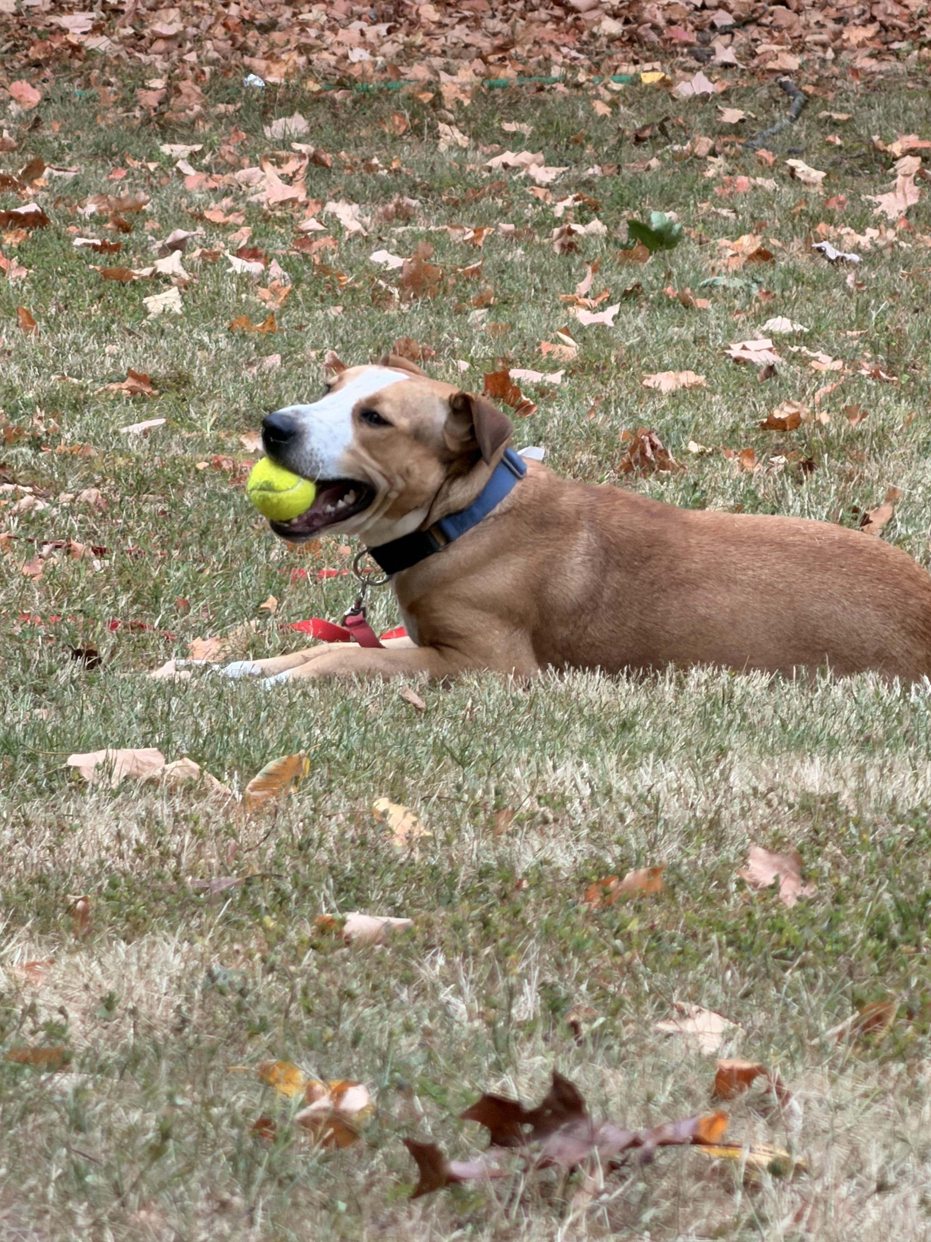 Blueberry, a Adoptable mixed breed in Yonkers, NY image 2/6
