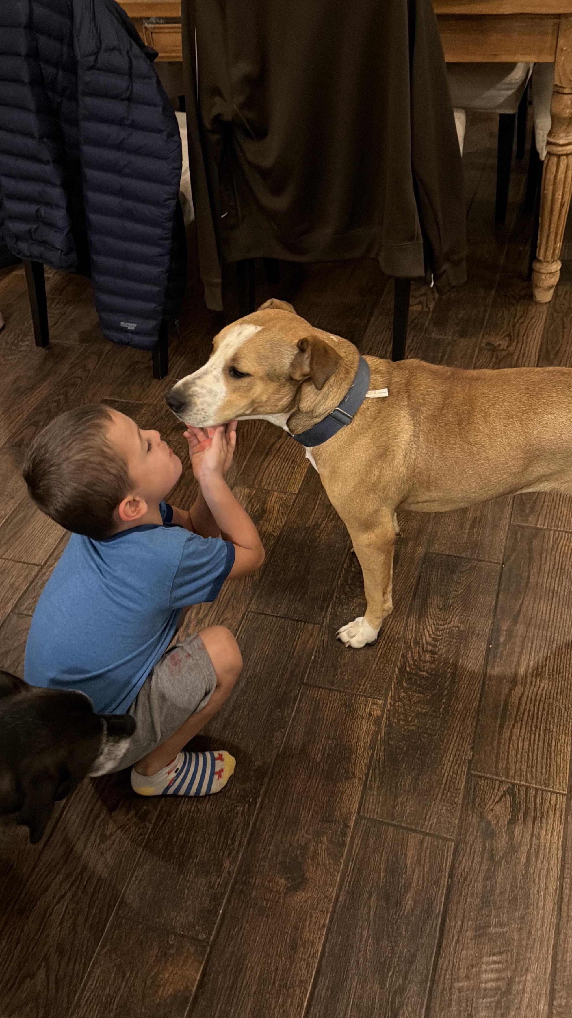 Blueberry, Adoptable, Young Female Shar-Pei & Mixed Breed.