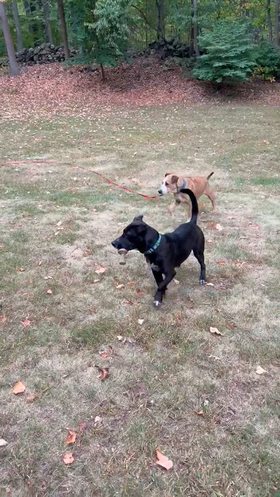 Enlarge Blueberry, a Adoptable mixed breed in Yonkers, NY video 3/6