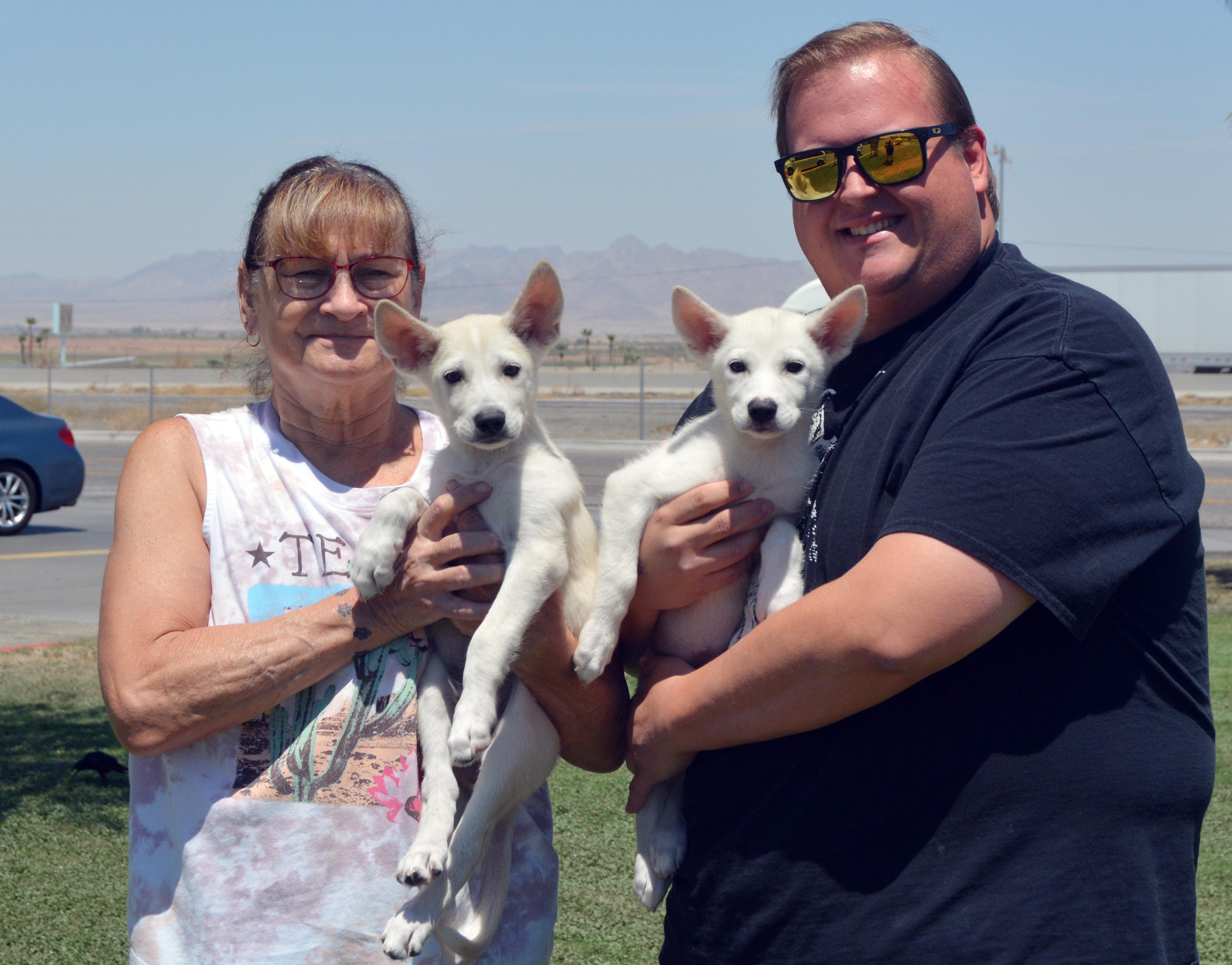 Jane, adopted, Puppy Female German Shepherd Dog.