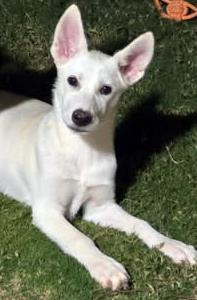 Jane, an adopted German Shepherd Dog in Phoenix, AZ image 1/3