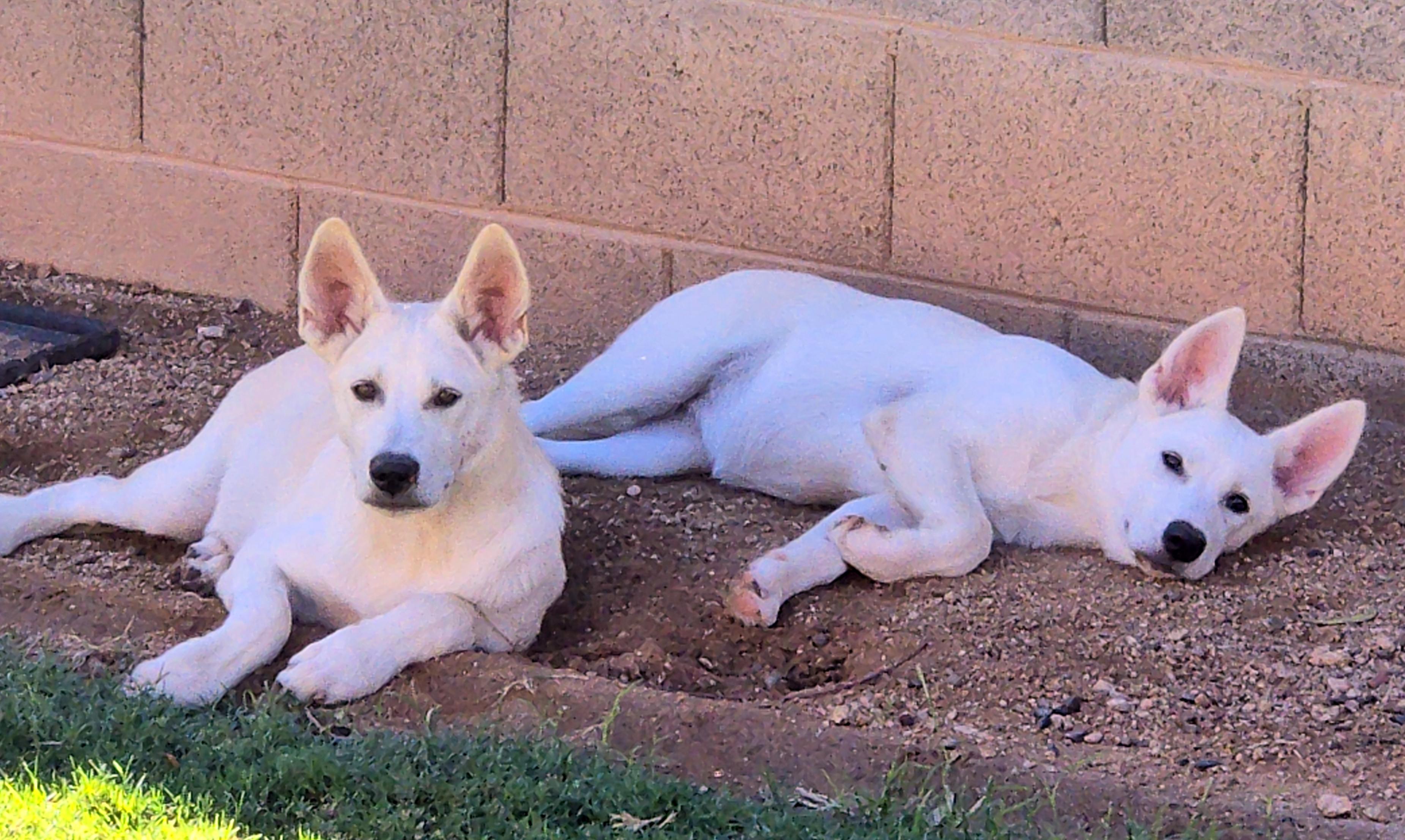 Jane, an adopted German Shepherd Dog in Phoenix, AZ image 2/3