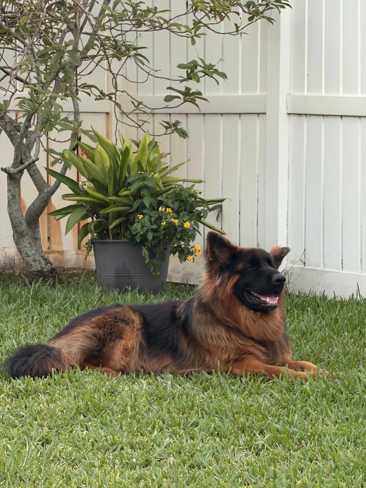 Enlarge Toro 3170, a Adopted German Shepherd Dog in Pompano Beach, FL image 1/1