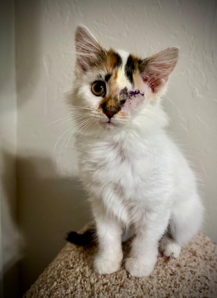 Dottie Picasso, Adopted, Kitten Female Domestic Short Hair.