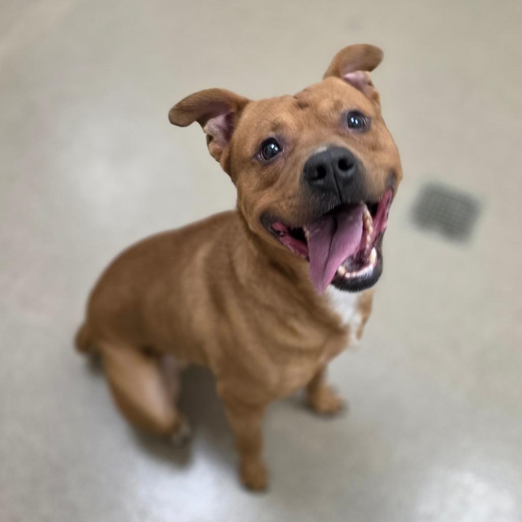 Enlarge Apple Jack, a Adoptable Pit Bull Terrier in Chatham, VA image 3/6