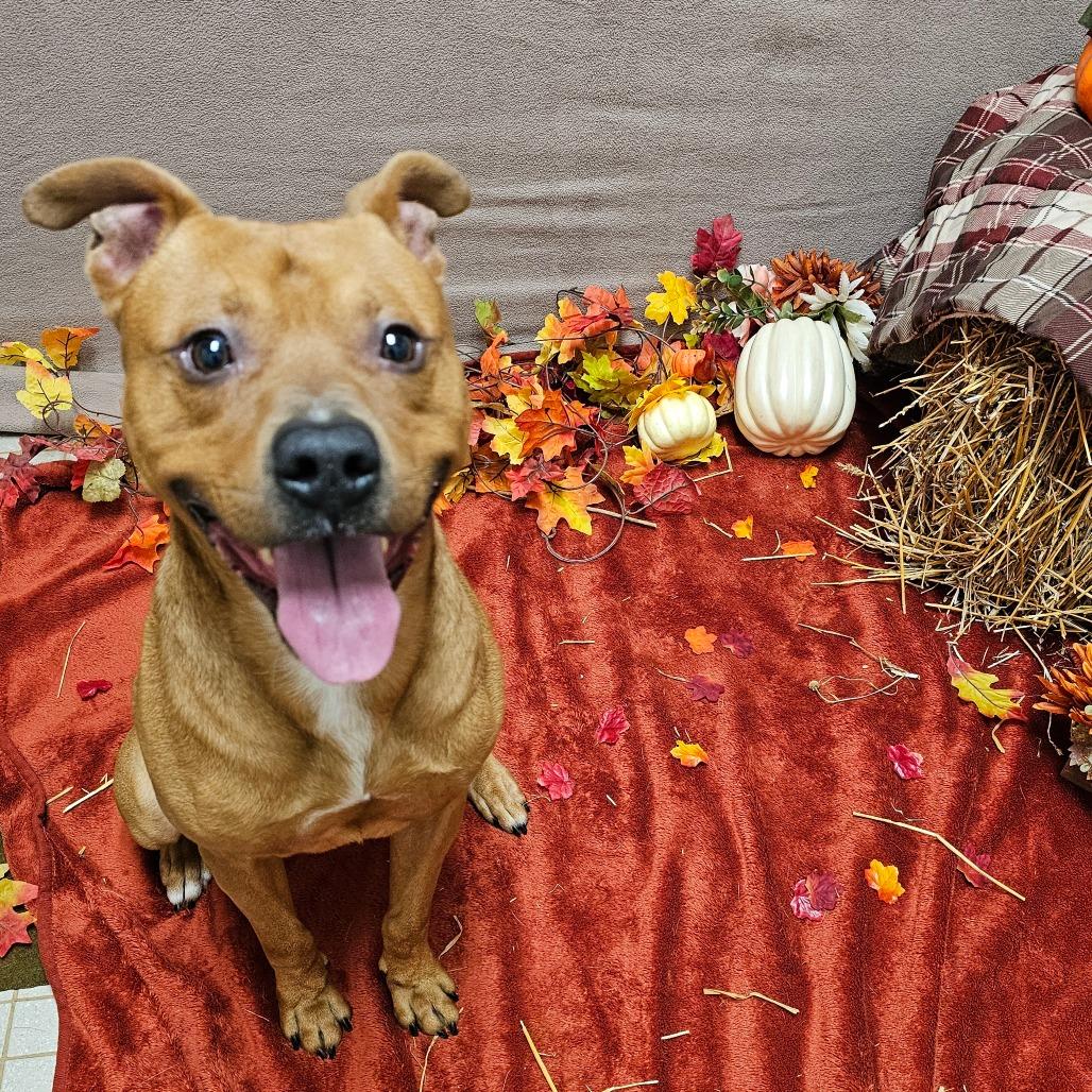 Apple Jack, a Adoptable Pit Bull Terrier in Chatham, VA image 4/5