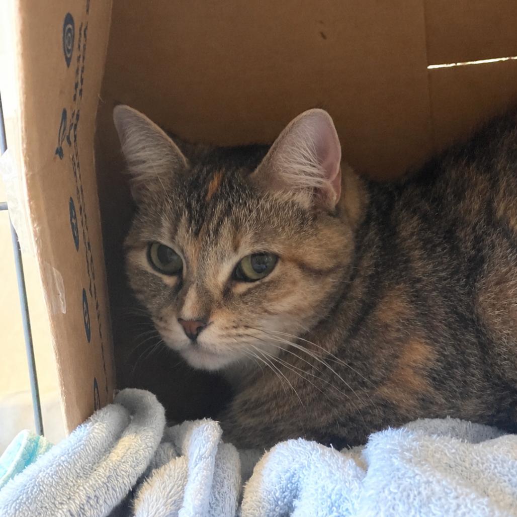 Brownie, Adoptable, Adult Female Domestic Short Hair.