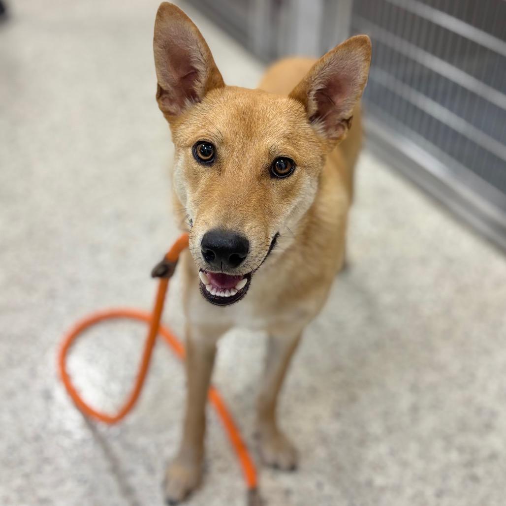 Enlarge Garbanzo, a Adoptable mixed breed in Nashville, IN image 1/2