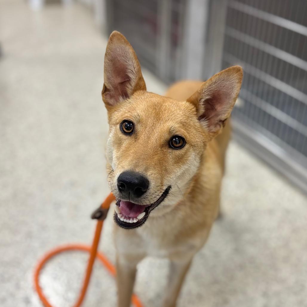Enlarge Garbanzo, a Adoptable mixed breed in Nashville, IN image 2/2