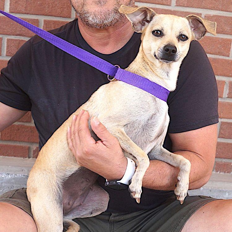 Enlarge Cher, a ADOPTABLE mixed breed in Carrollton, TX image 2/2