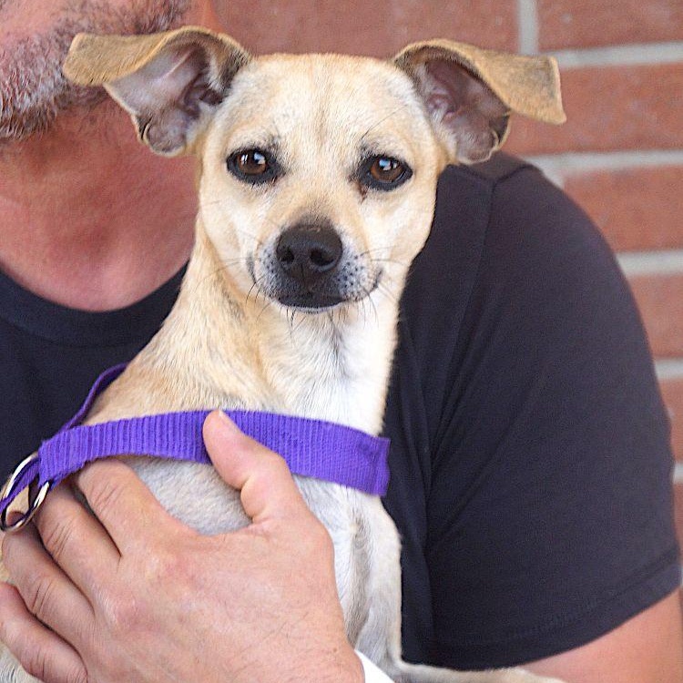 Cher, ADOPTABLE, Adult Female Chihuahua.
