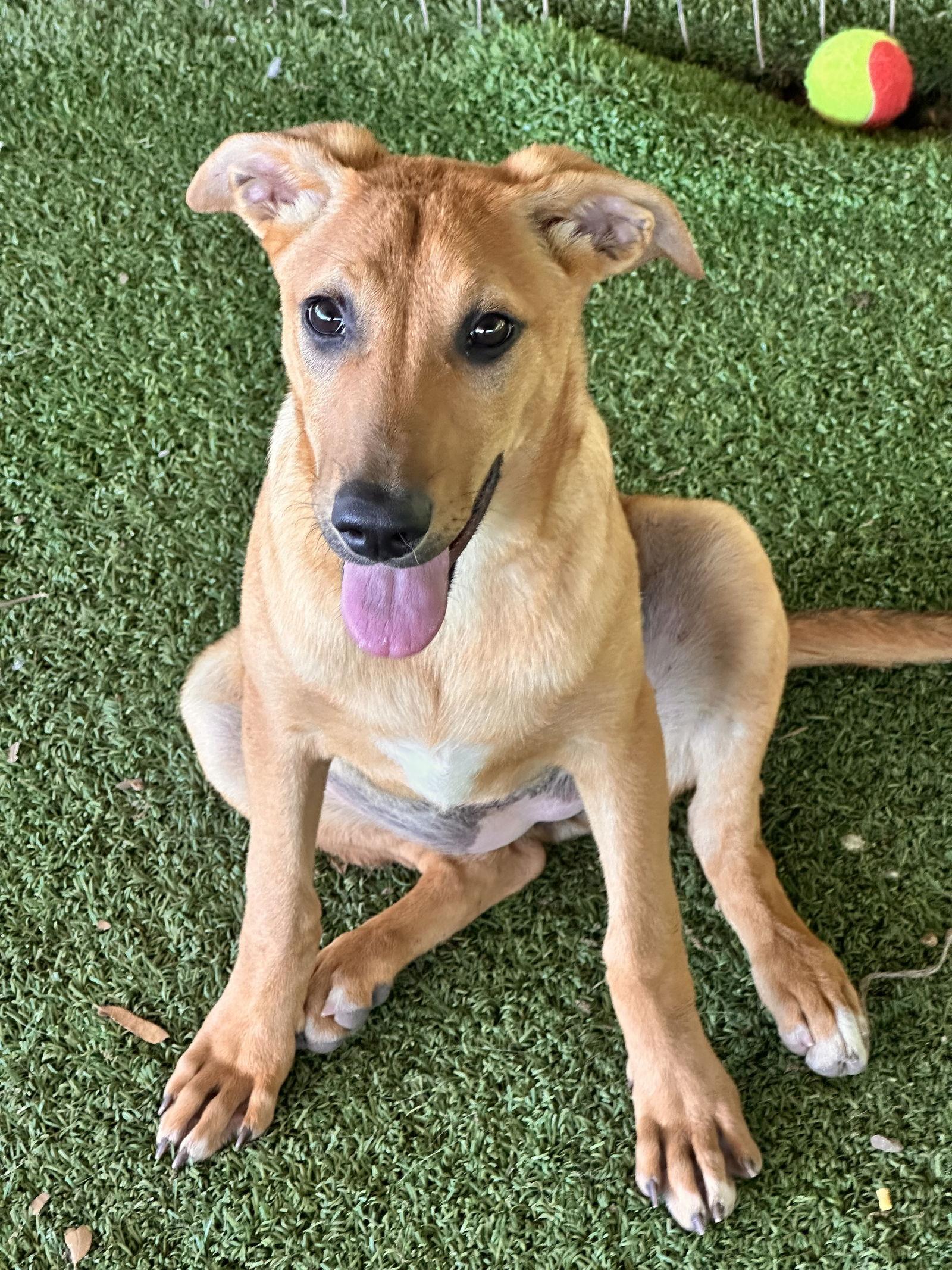 Enlarge Anna, a Adoptable mixed breed in Pipe Creek, TX image 1/3