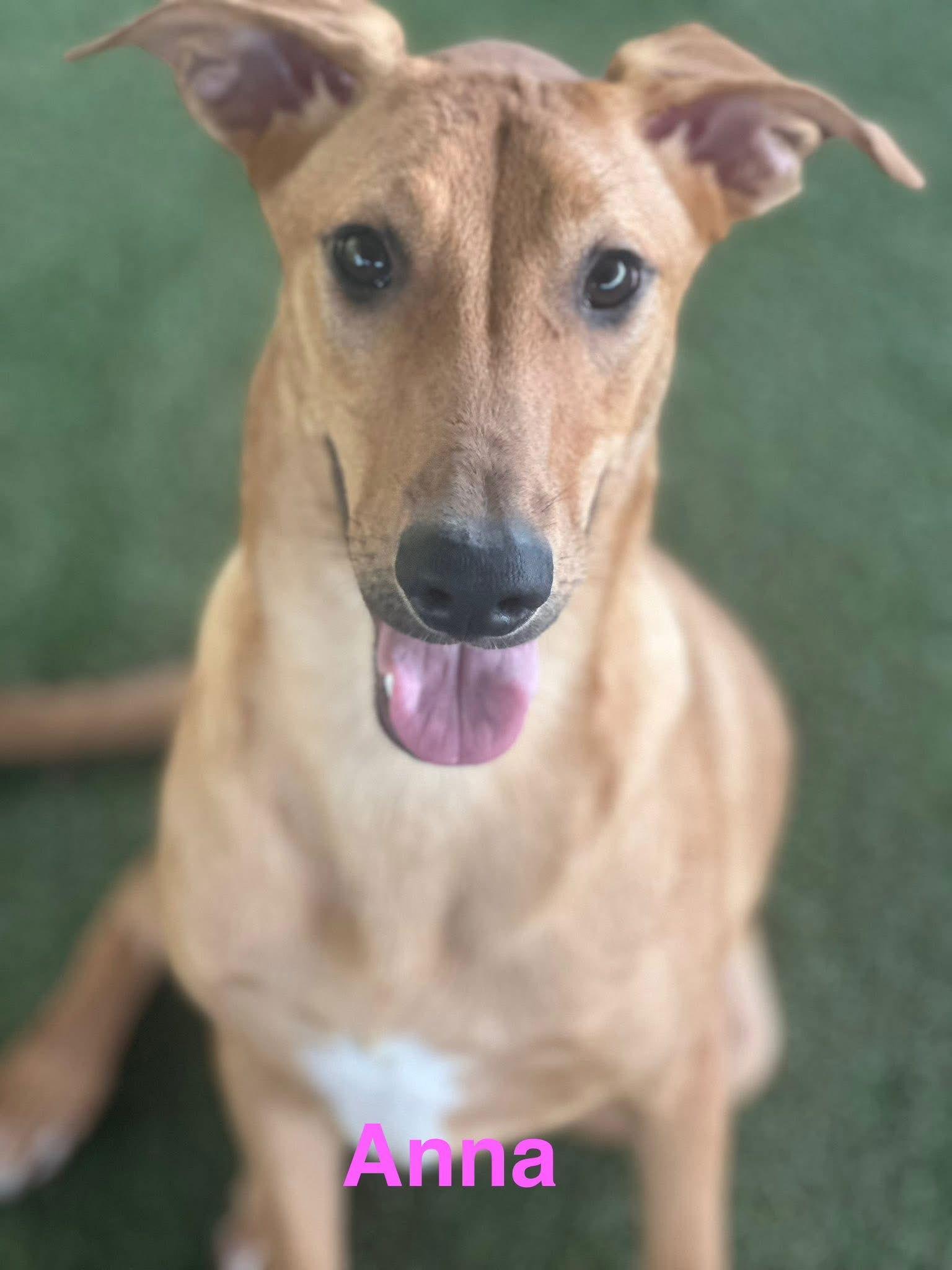 Enlarge Anna, a Adoptable mixed breed in Pipe Creek, TX image 2/3